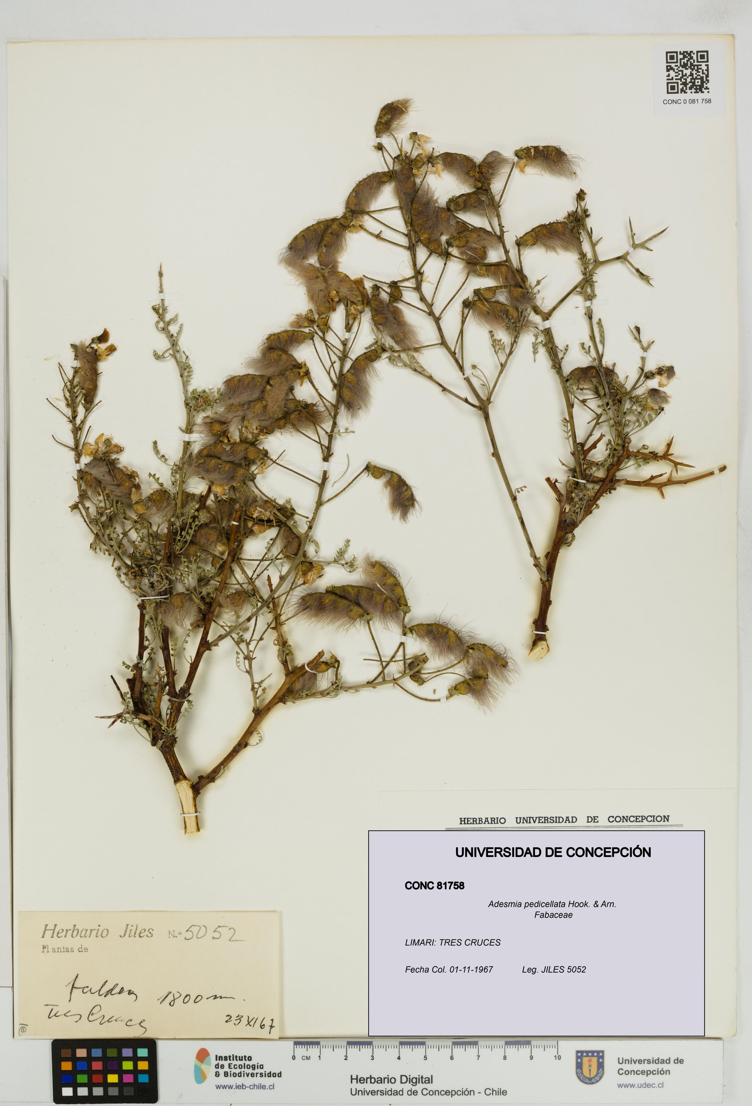 Adesmia pedicellata [Espécimen: ]