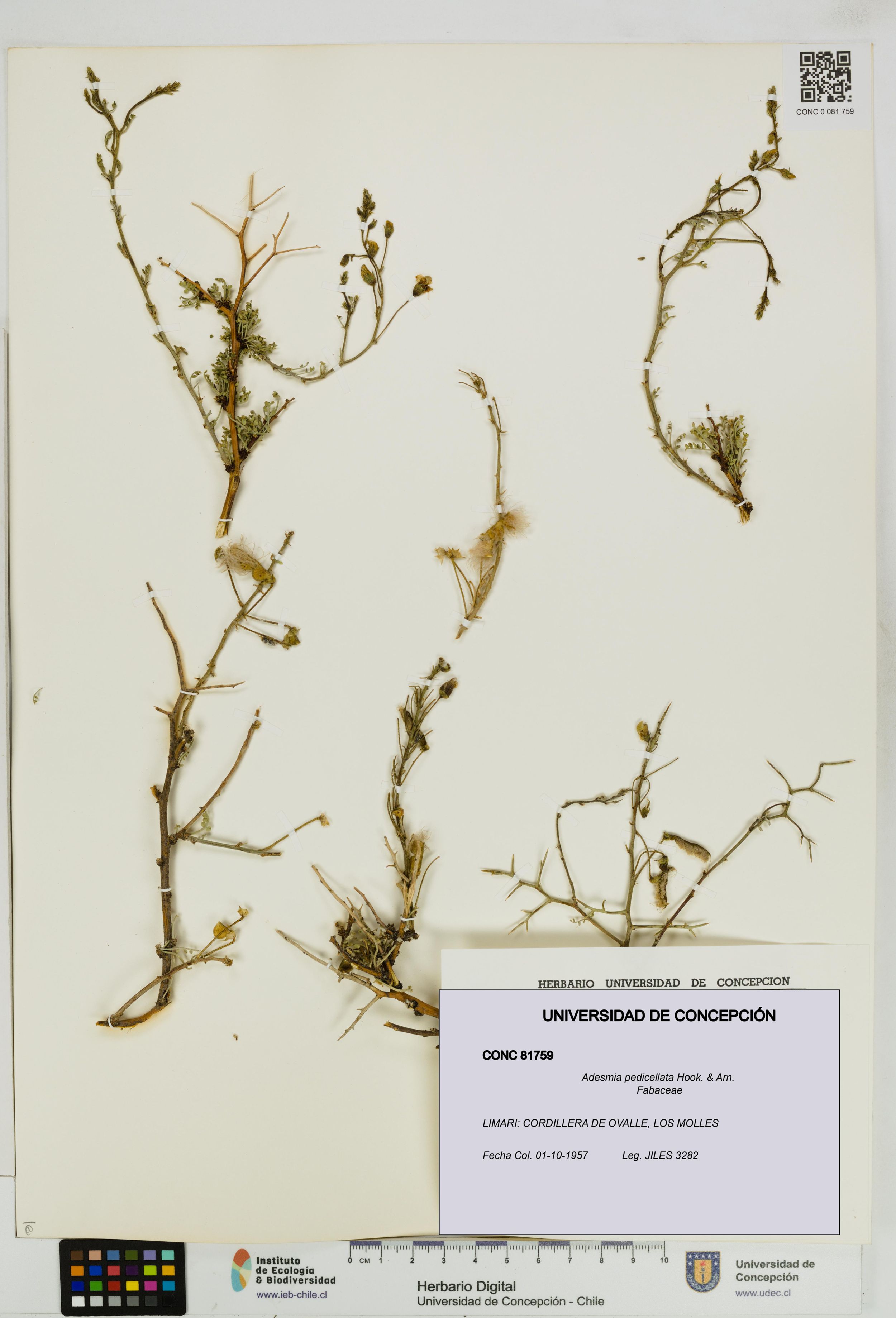 Adesmia pedicellata [Espécimen: ]