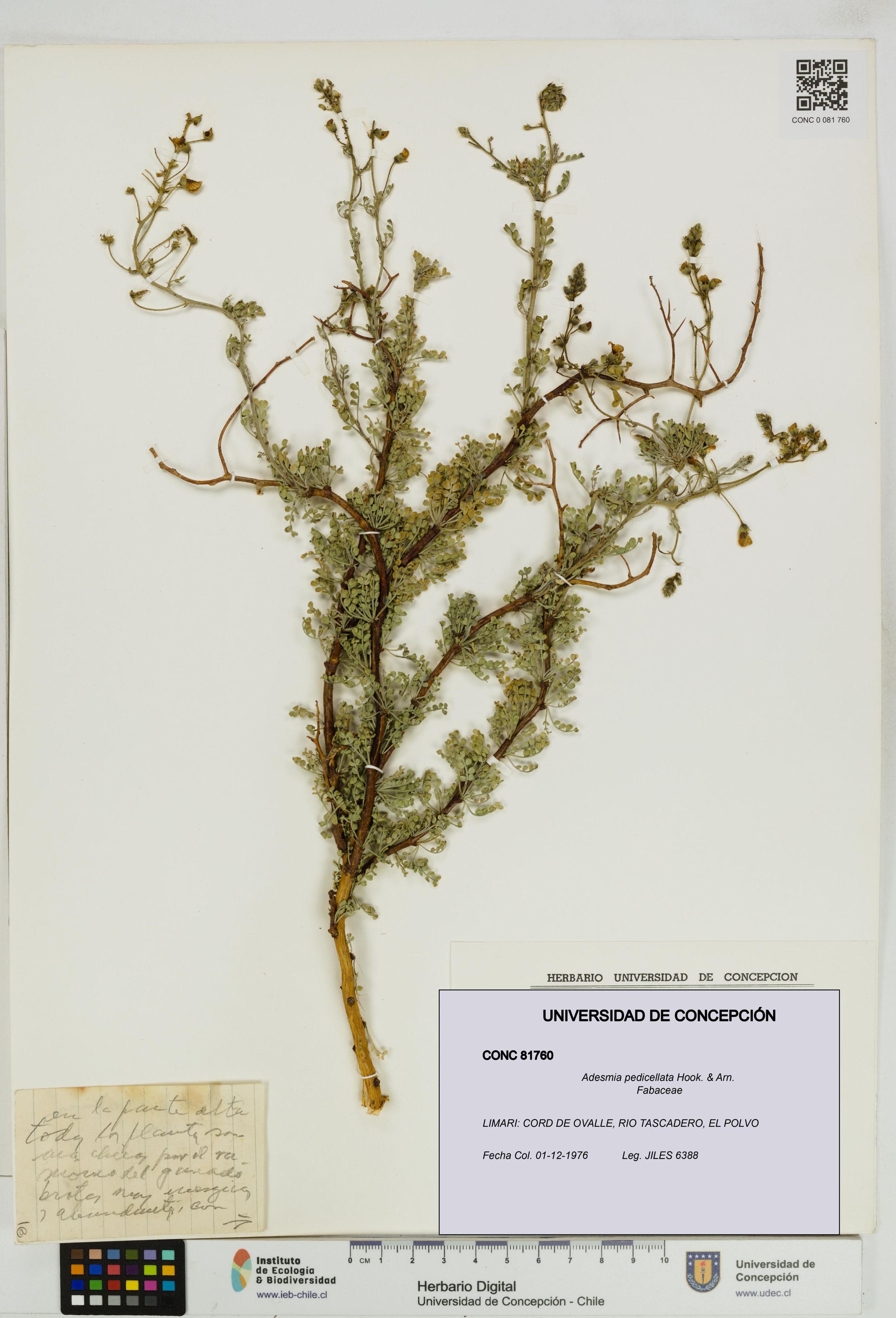 Adesmia pedicellata [Espécimen: ]