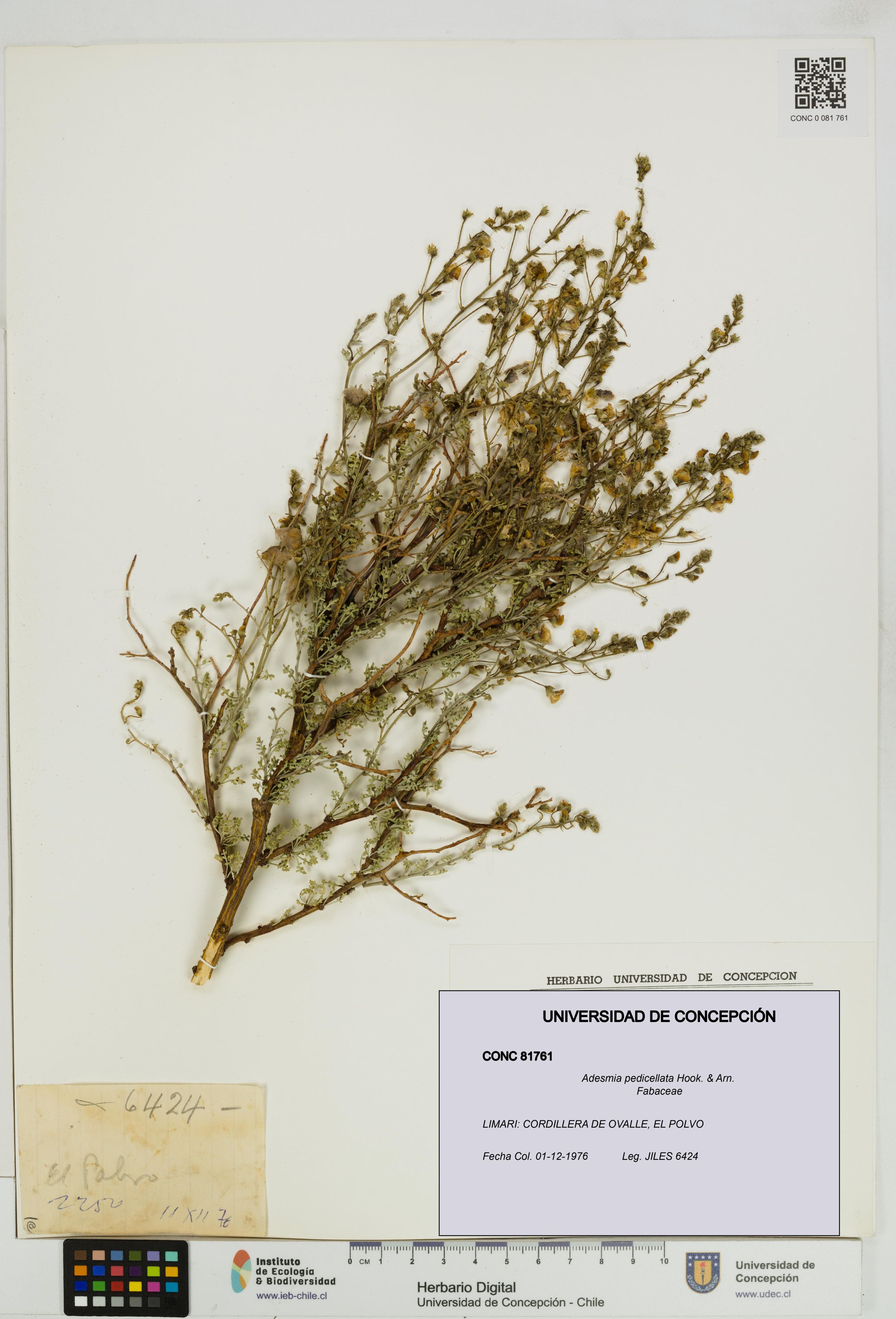 Adesmia pedicellata [Espécimen: ]