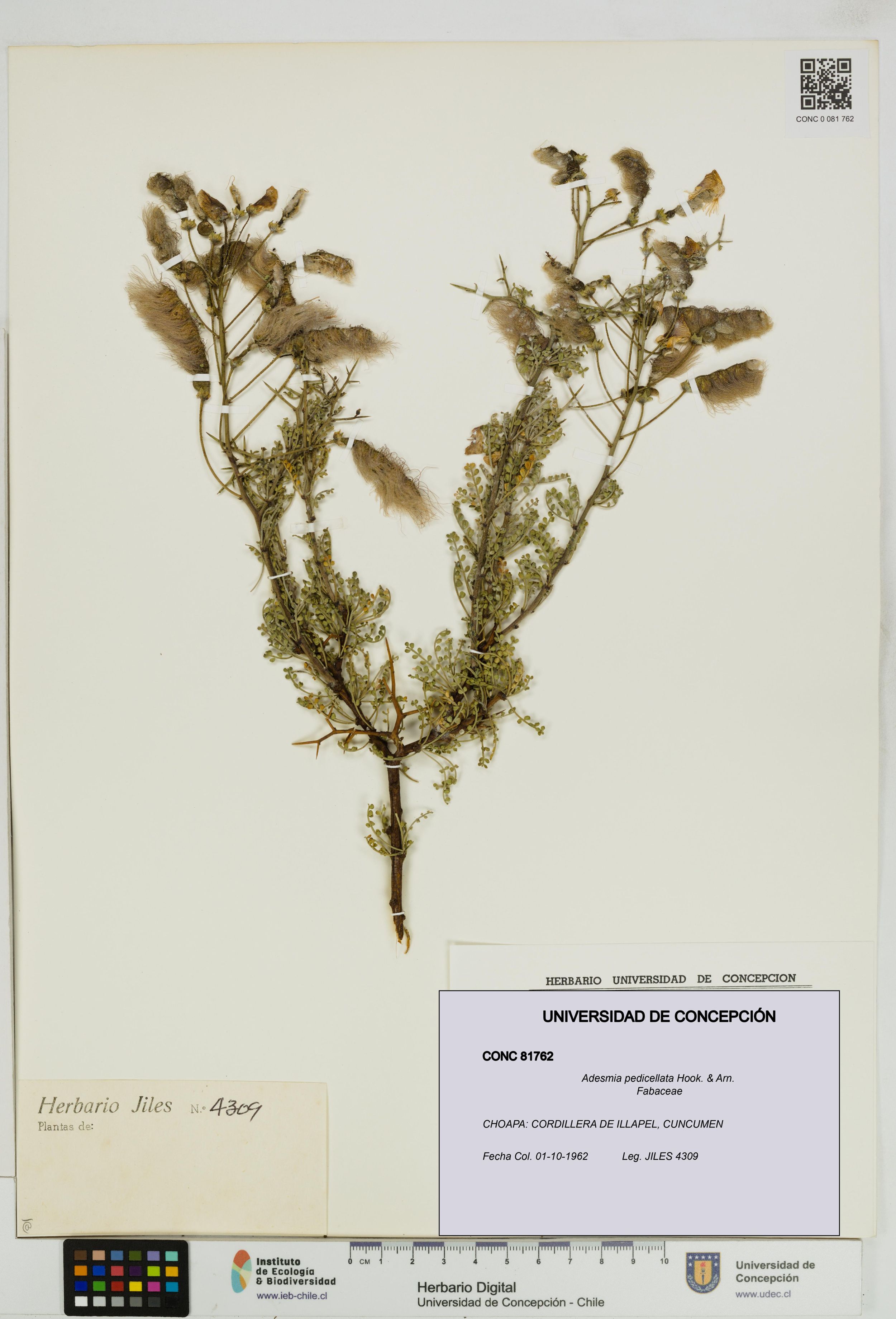 Adesmia pedicellata [Espécimen: ]