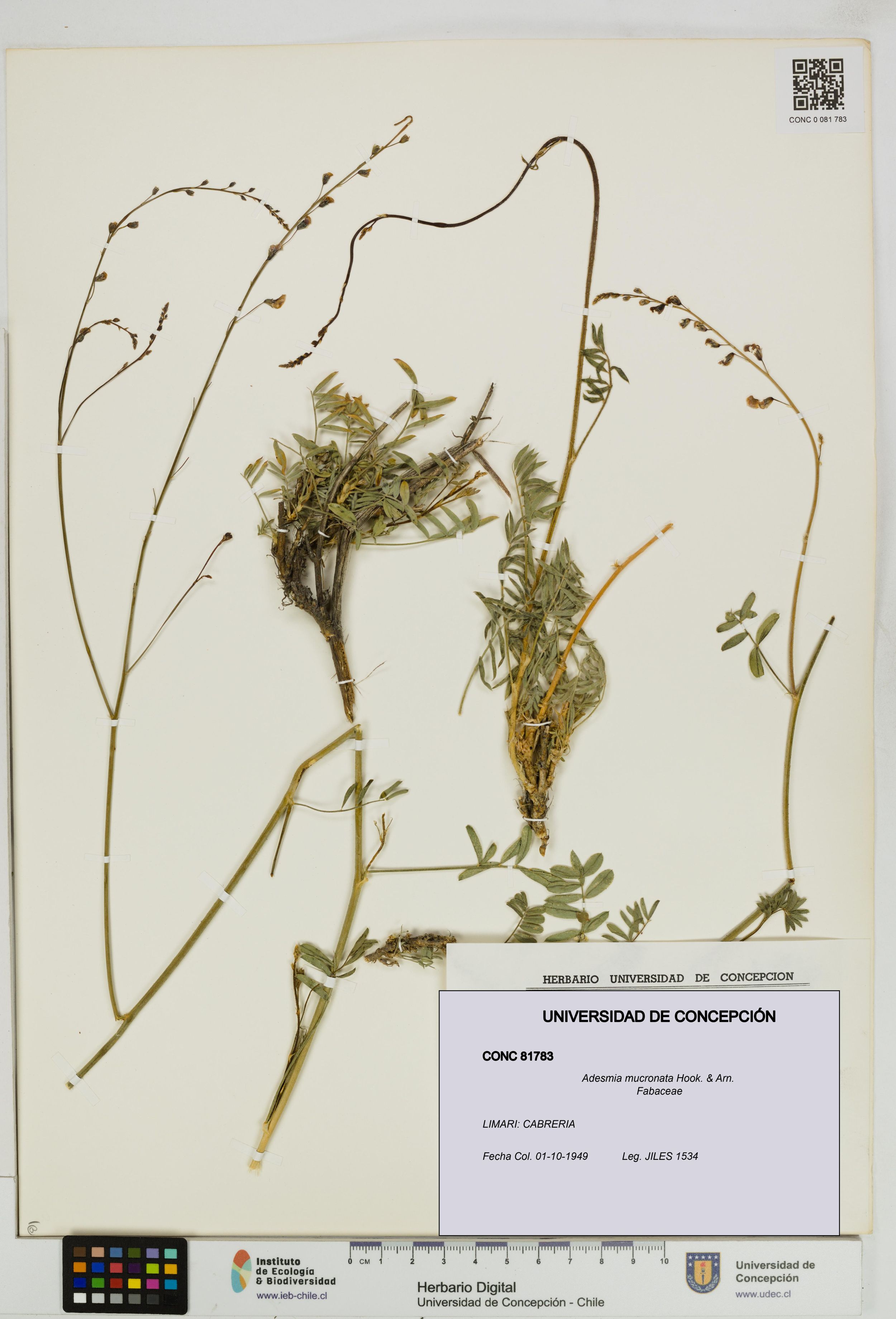 Adesmia mucronata [Espécimen: ]