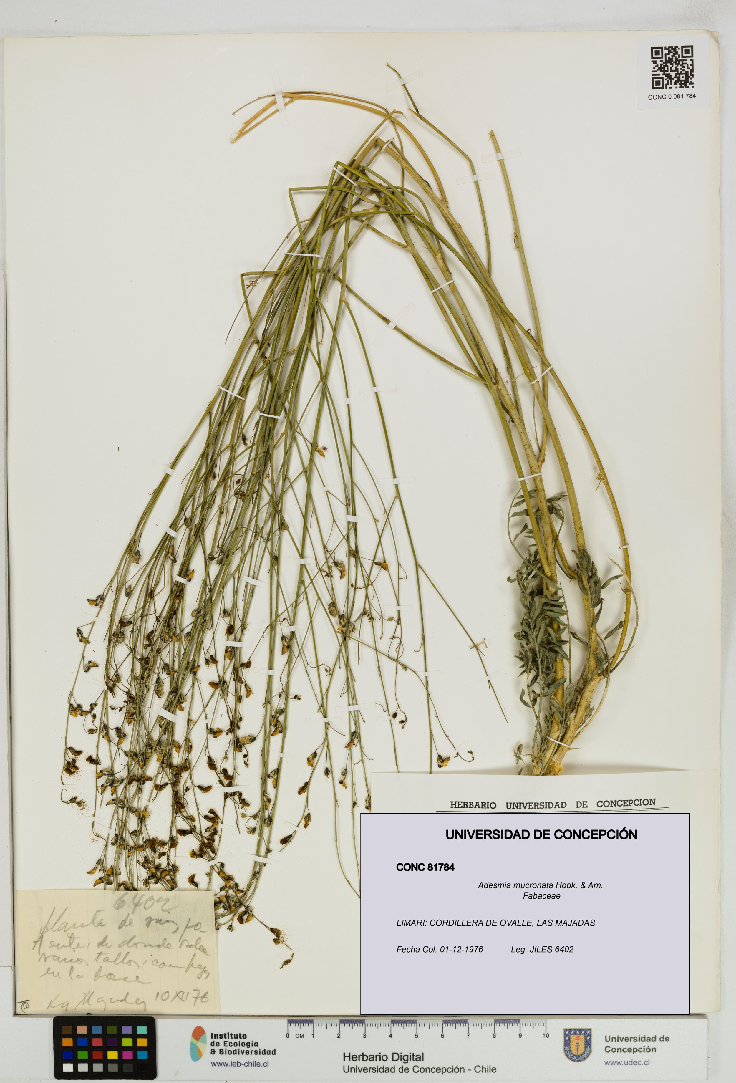 Adesmia mucronata [Espécimen: ]