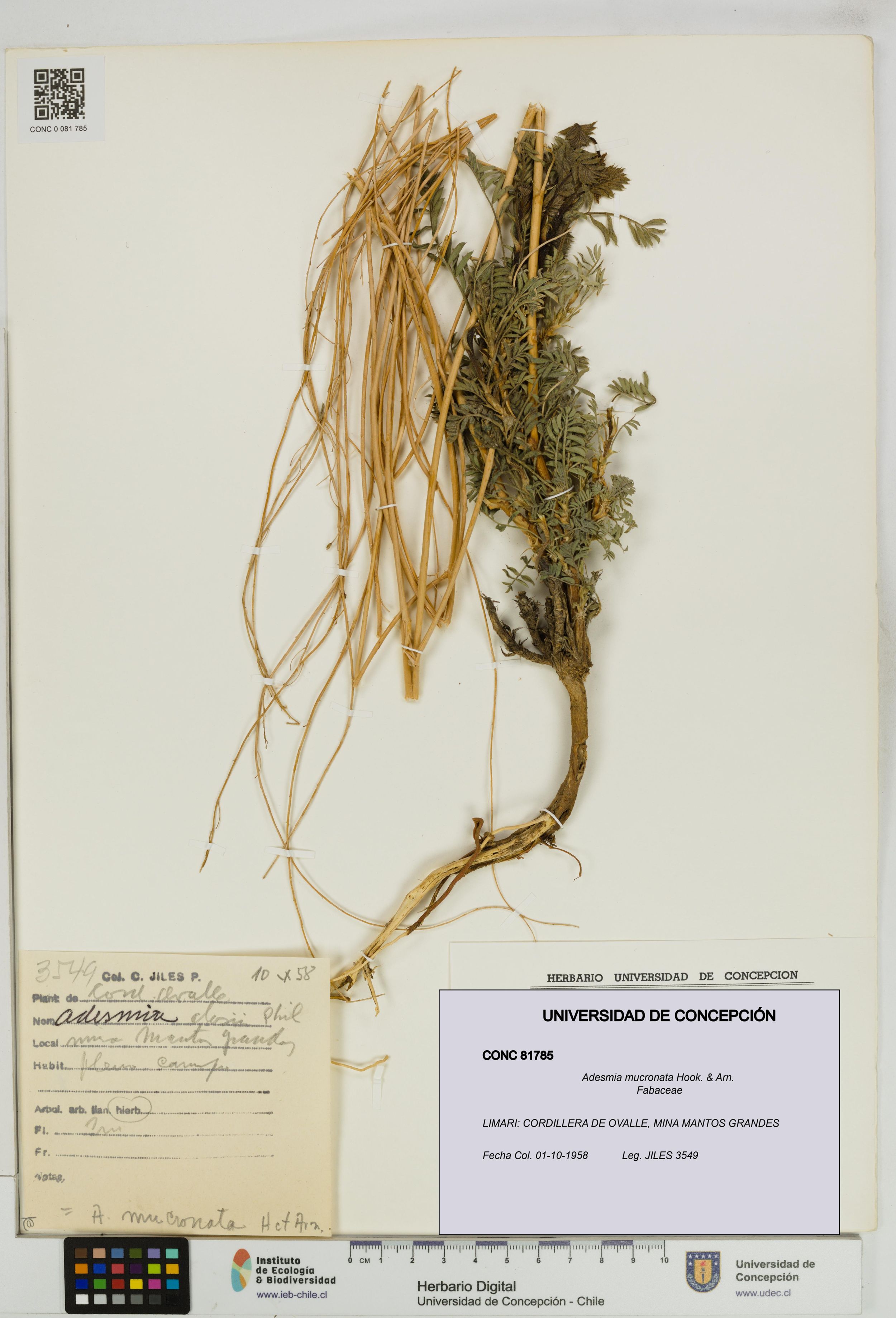 Adesmia mucronata [Espécimen: ]