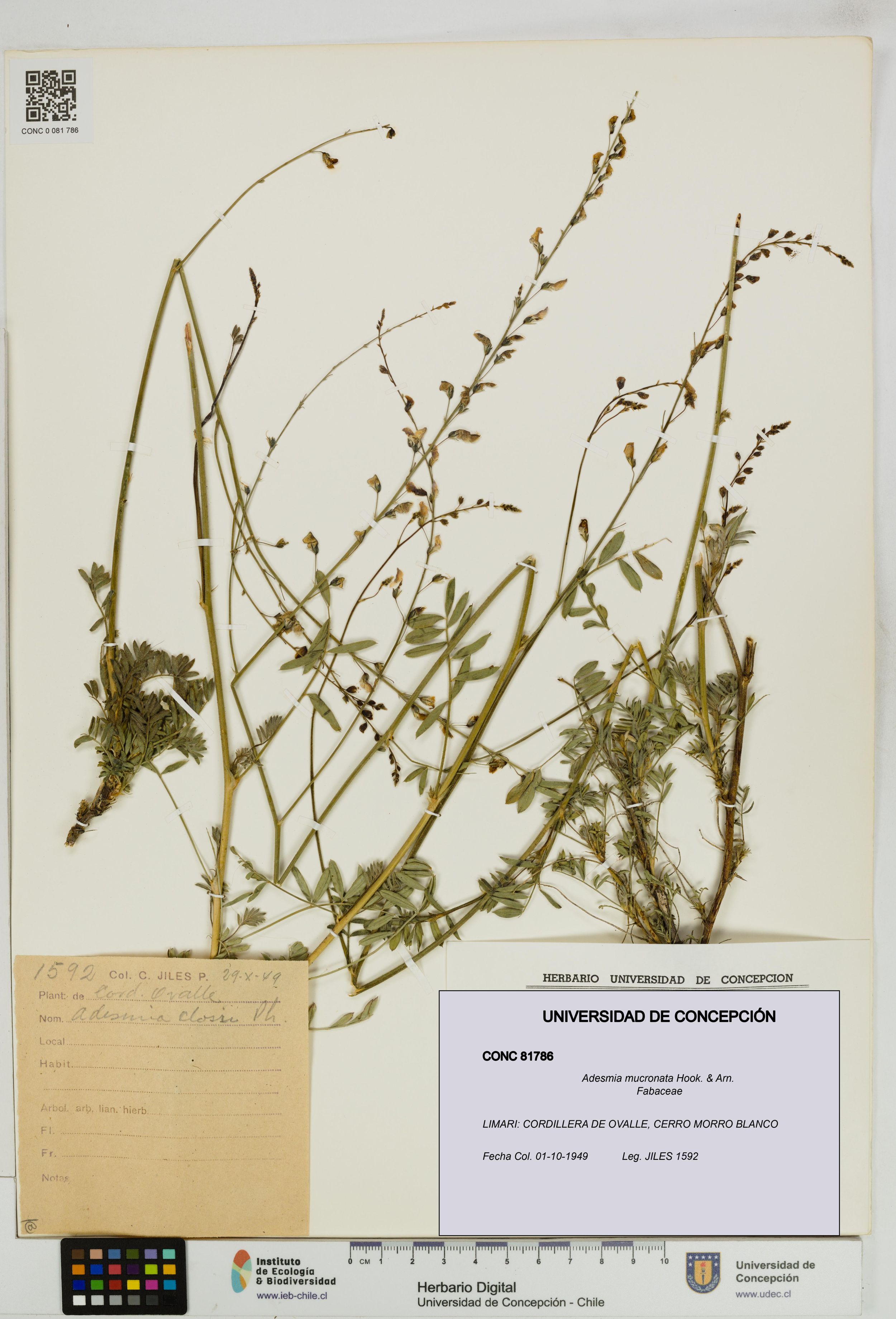 Adesmia mucronata [Espécimen: ]