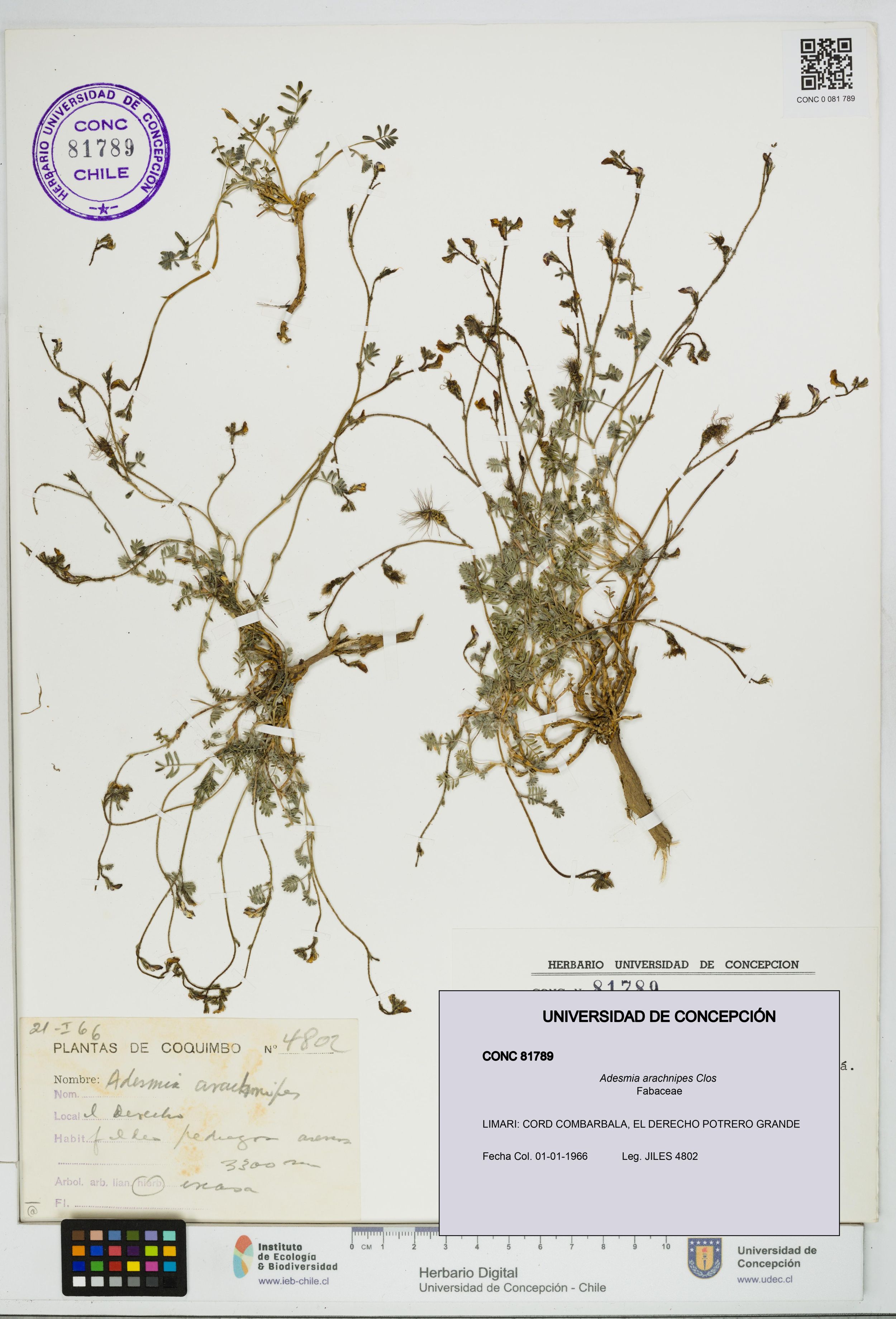 Adesmia arachnipes [Espécimen: ]
