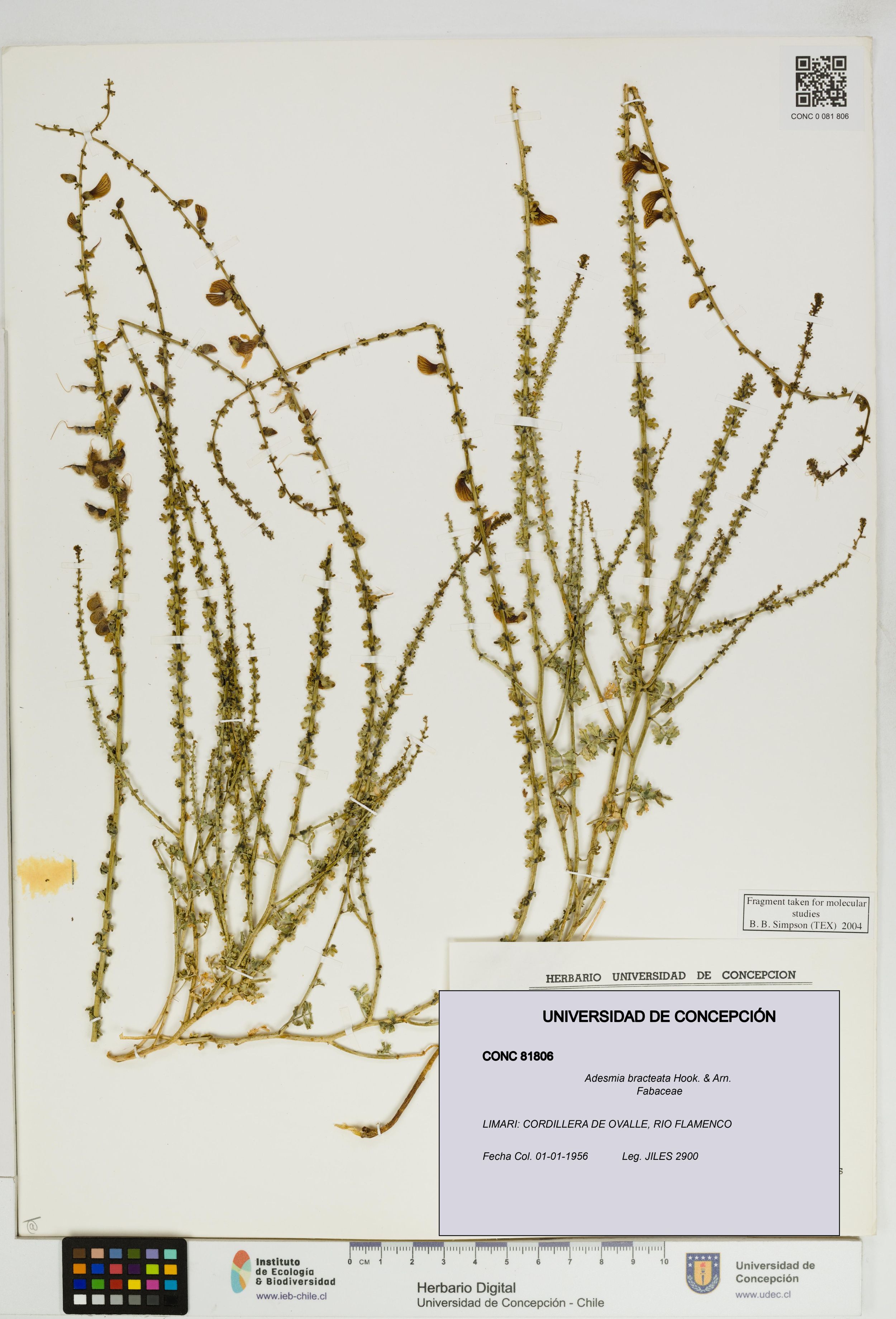 Adesmia bracteata [Espécimen: ]