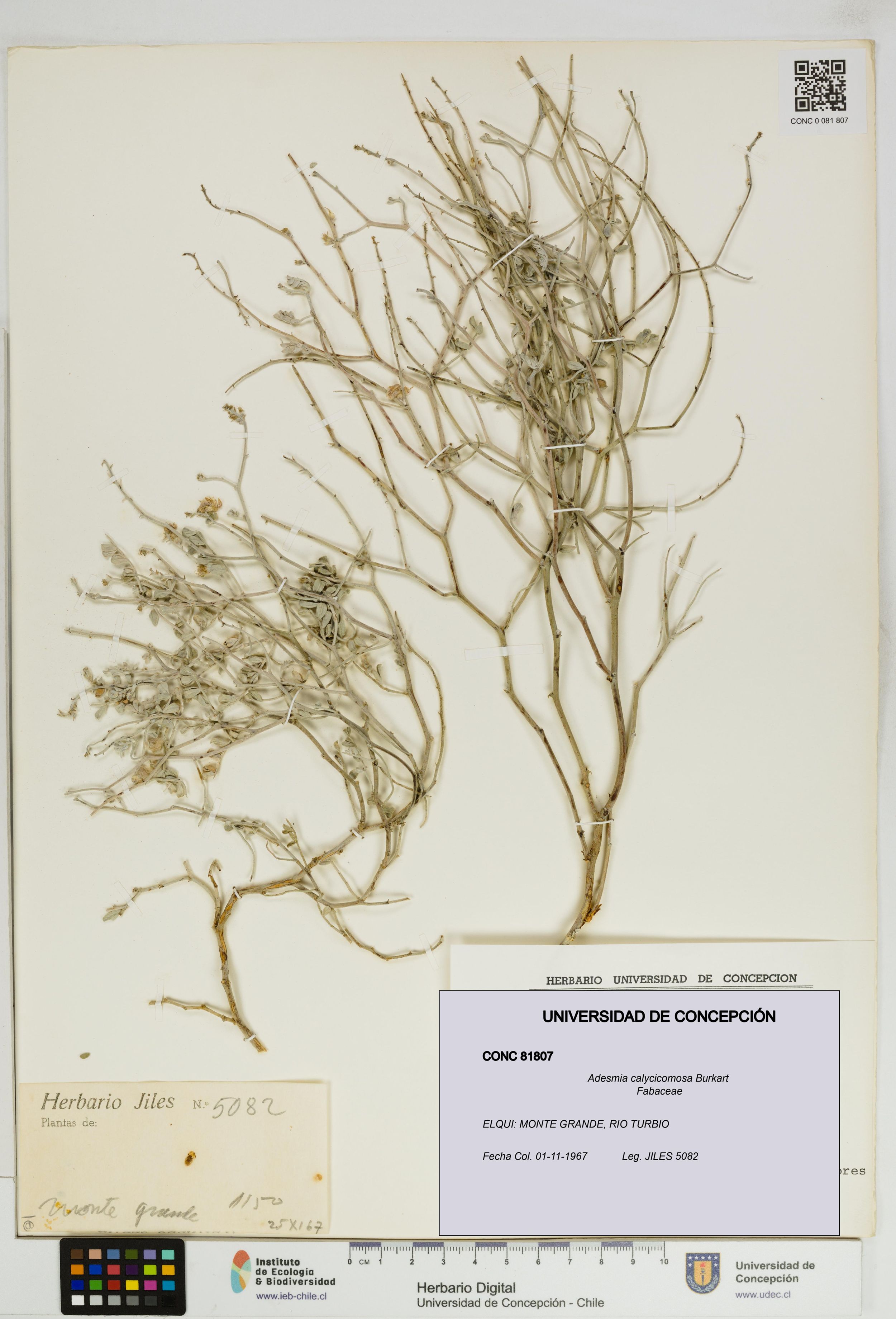 Adesmia calycicomosa [Espécimen: ]
