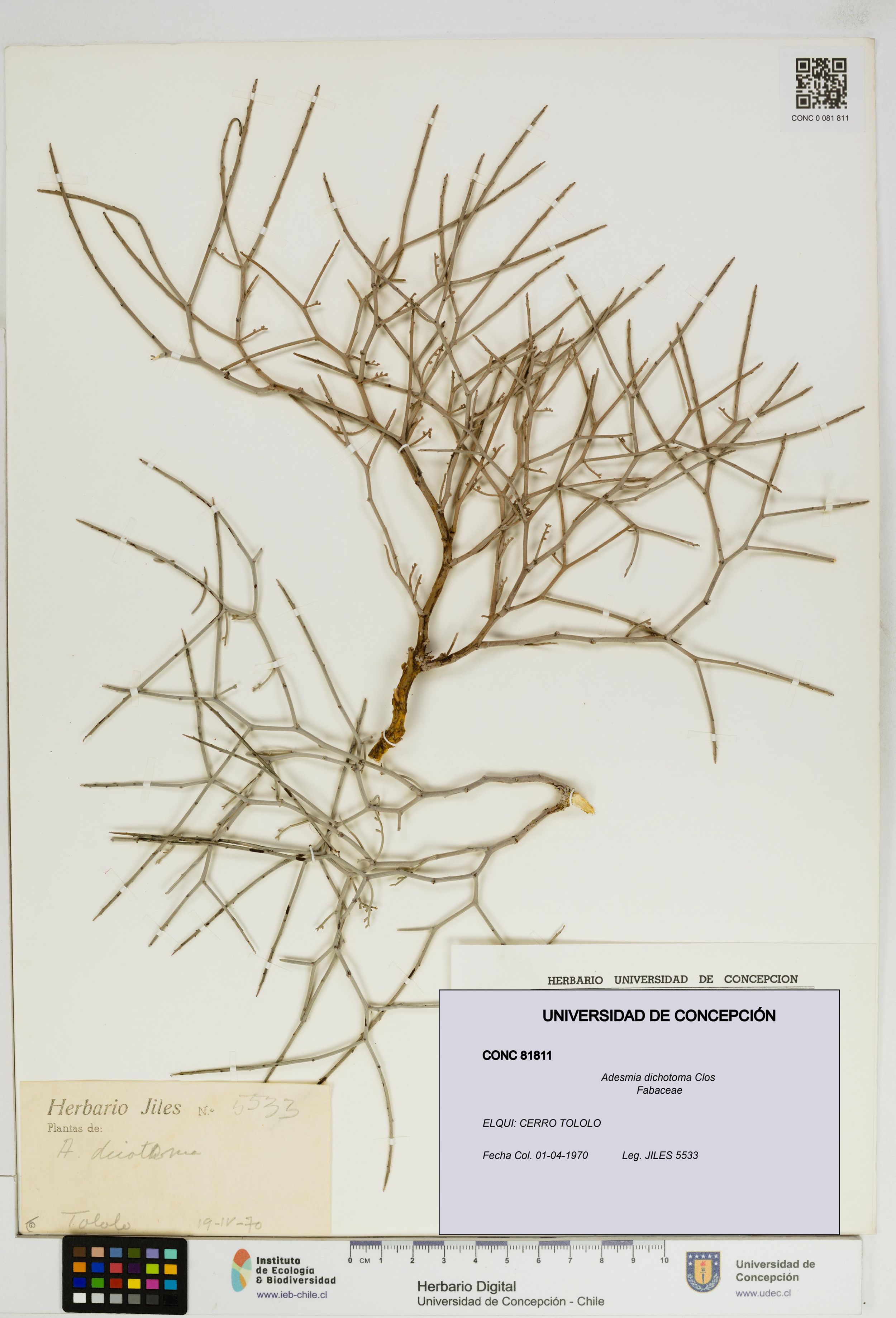 Adesmia dichotoma [Espécimen: ]
