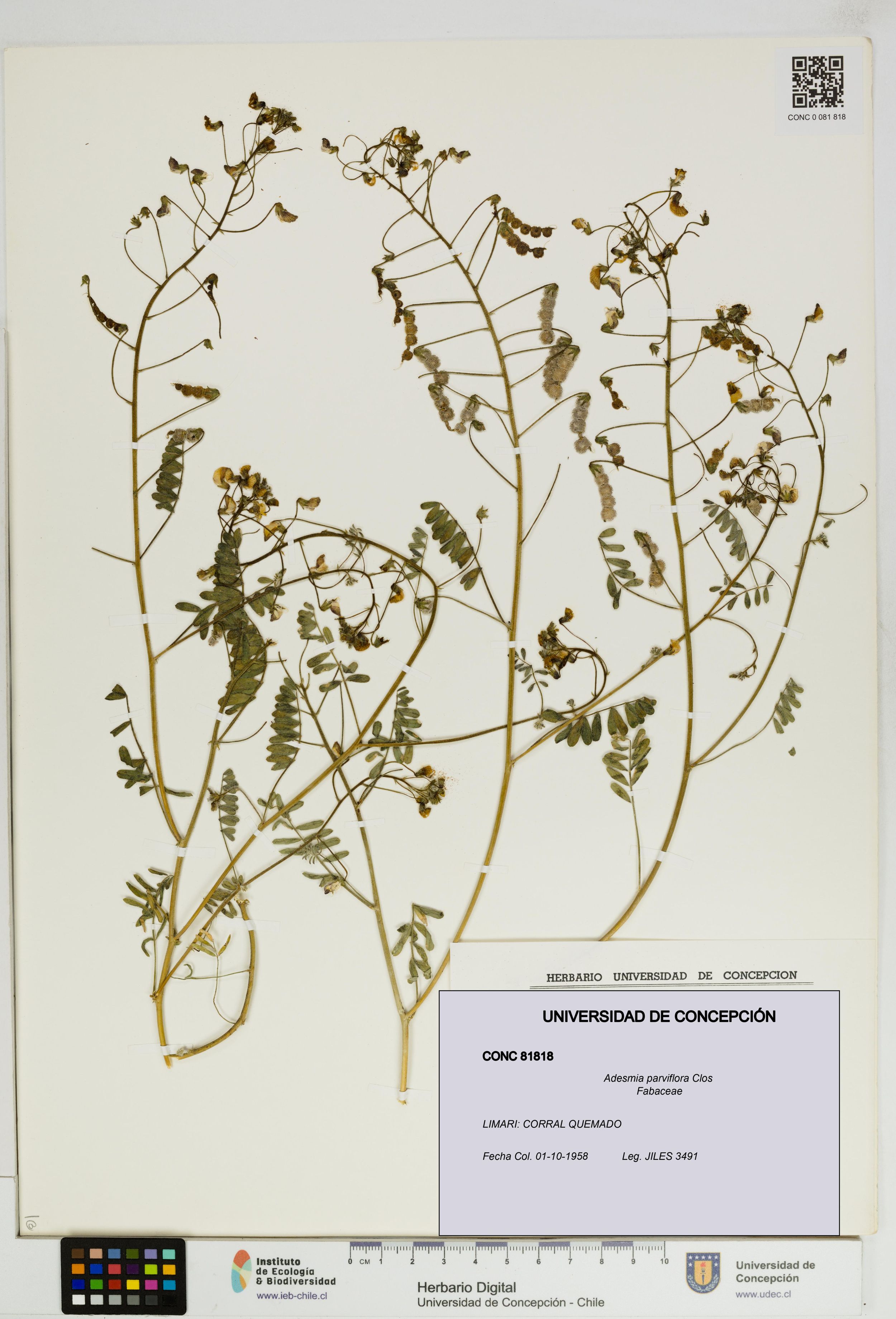 Adesmia parviflora [Espécimen: ]