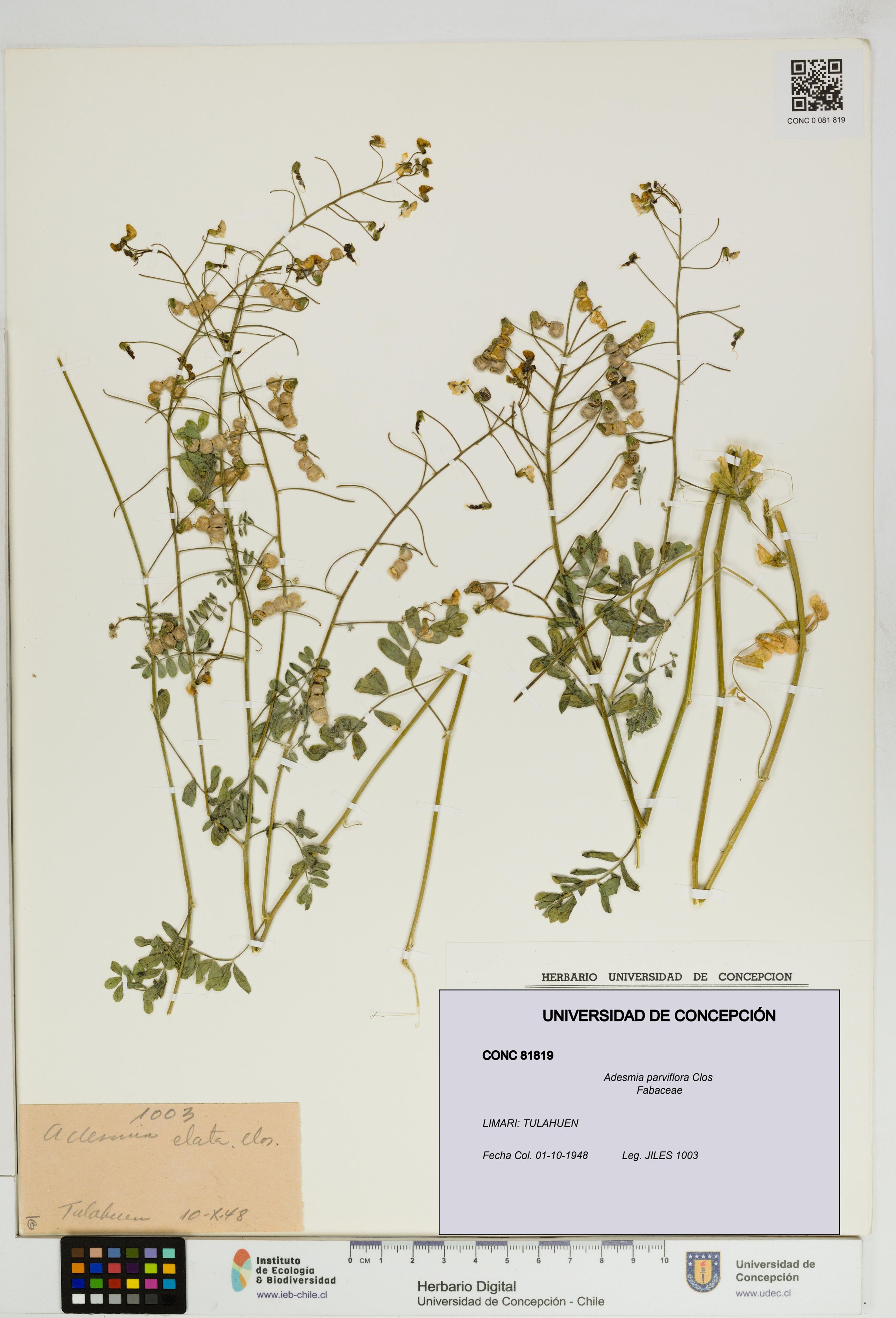 Adesmia parviflora [Espécimen: ]