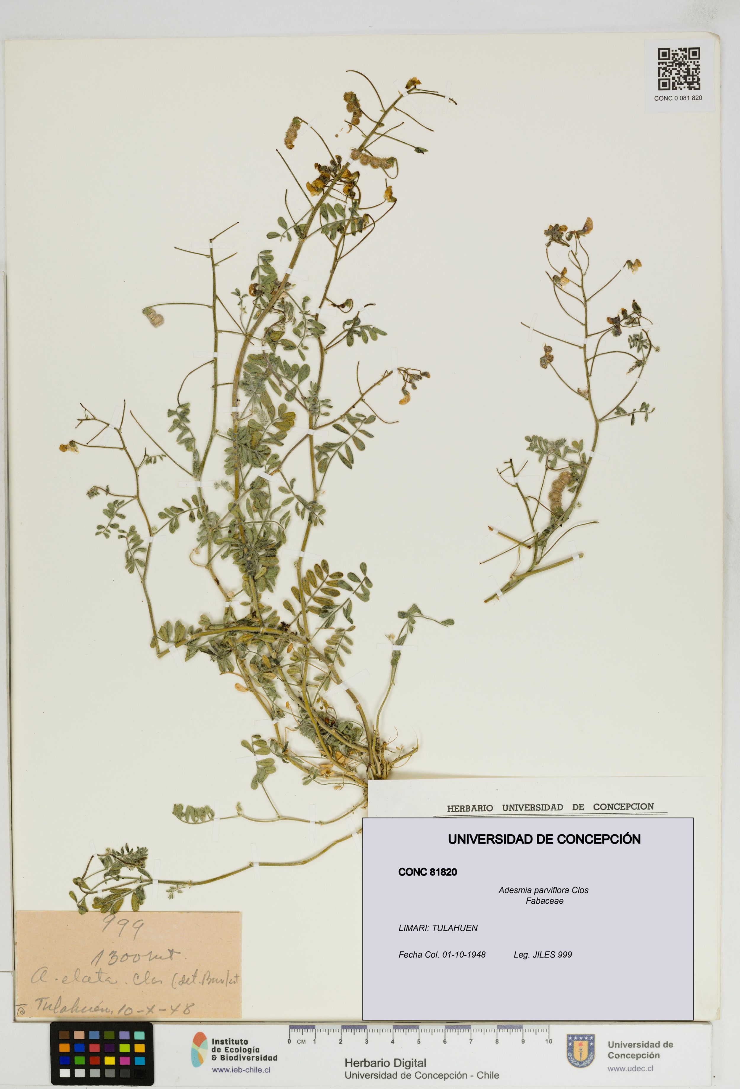 Adesmia parviflora [Espécimen: ]