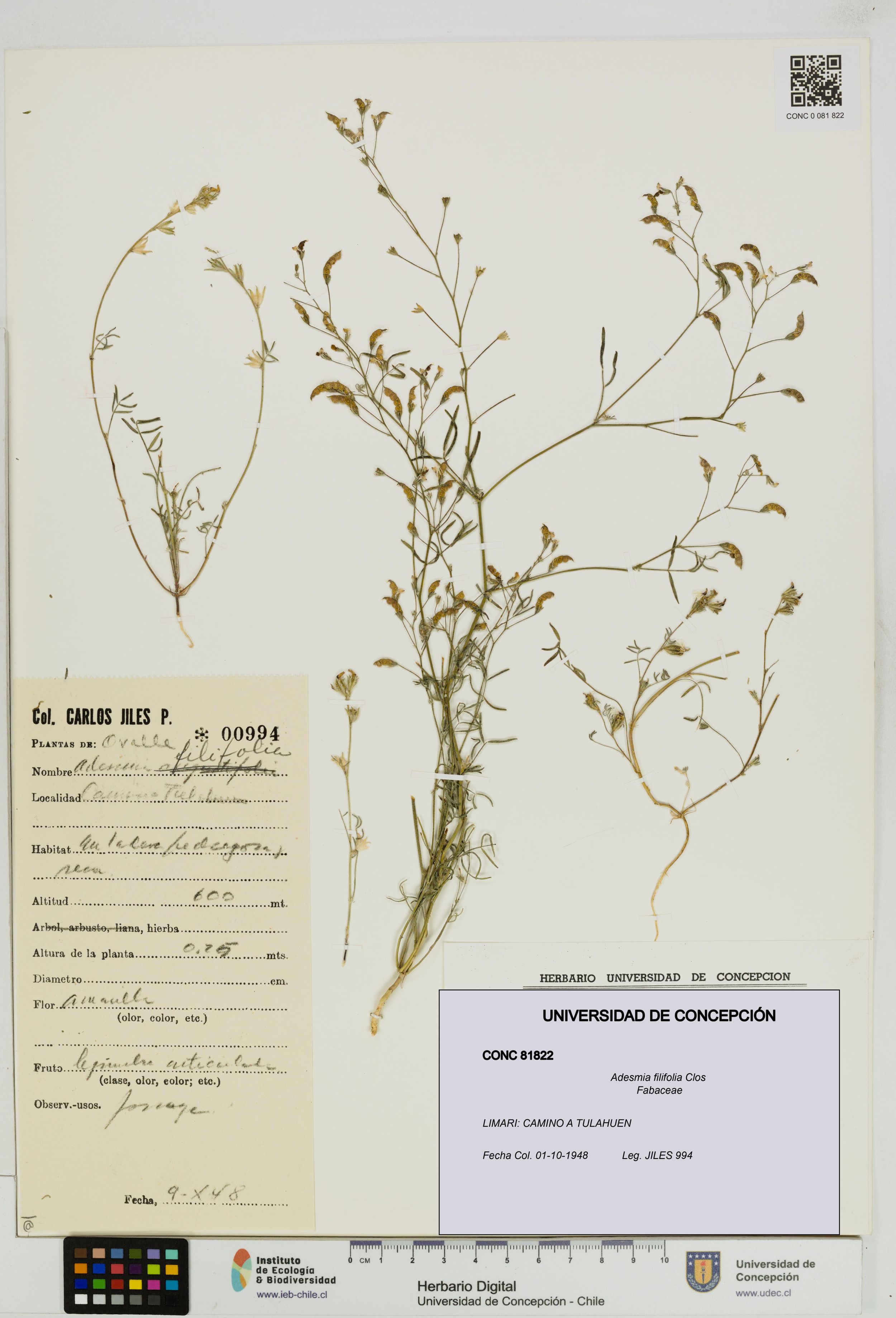 Adesmia filifolia [Espécimen: ]
