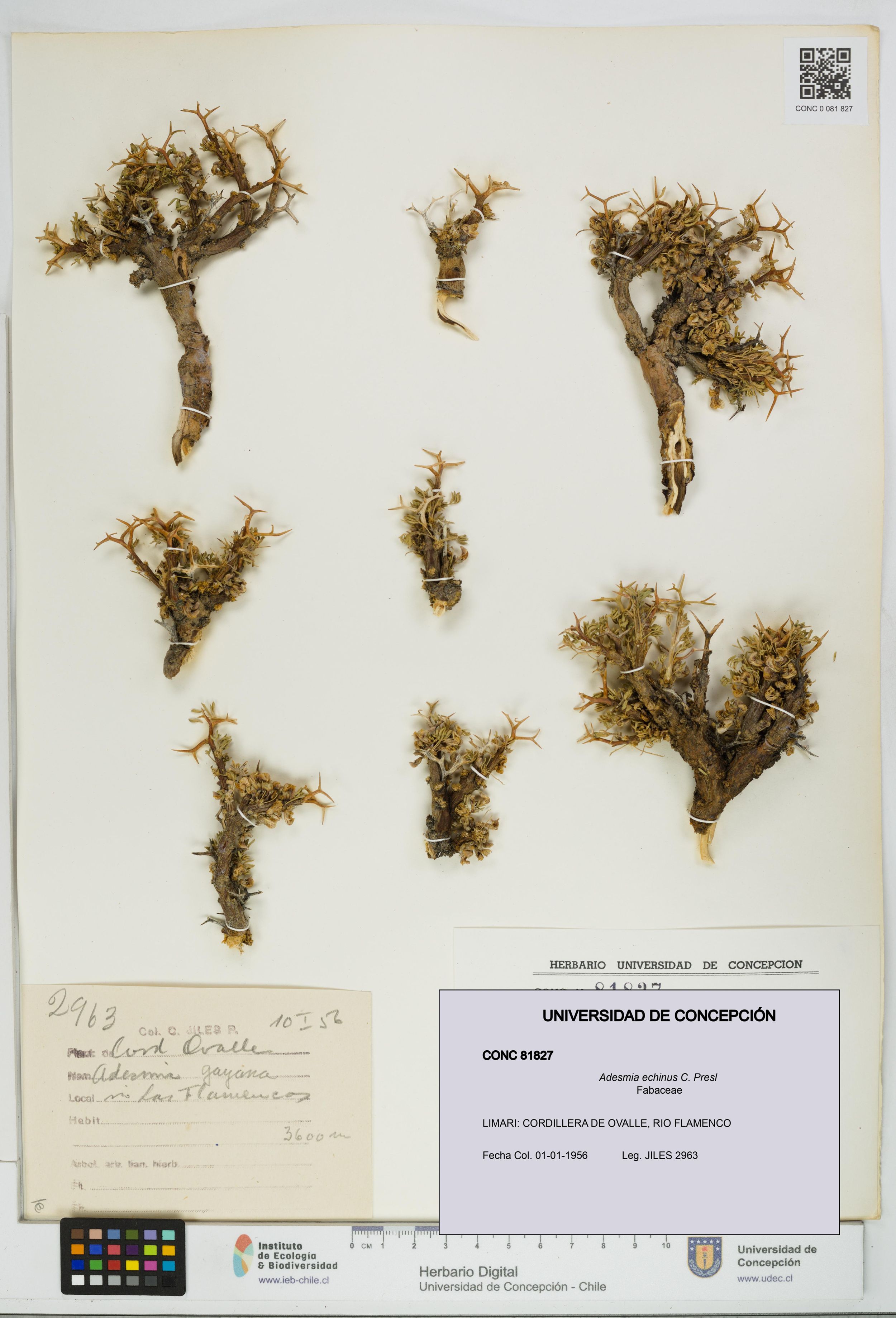 Adesmia echinus [Espécimen: ]