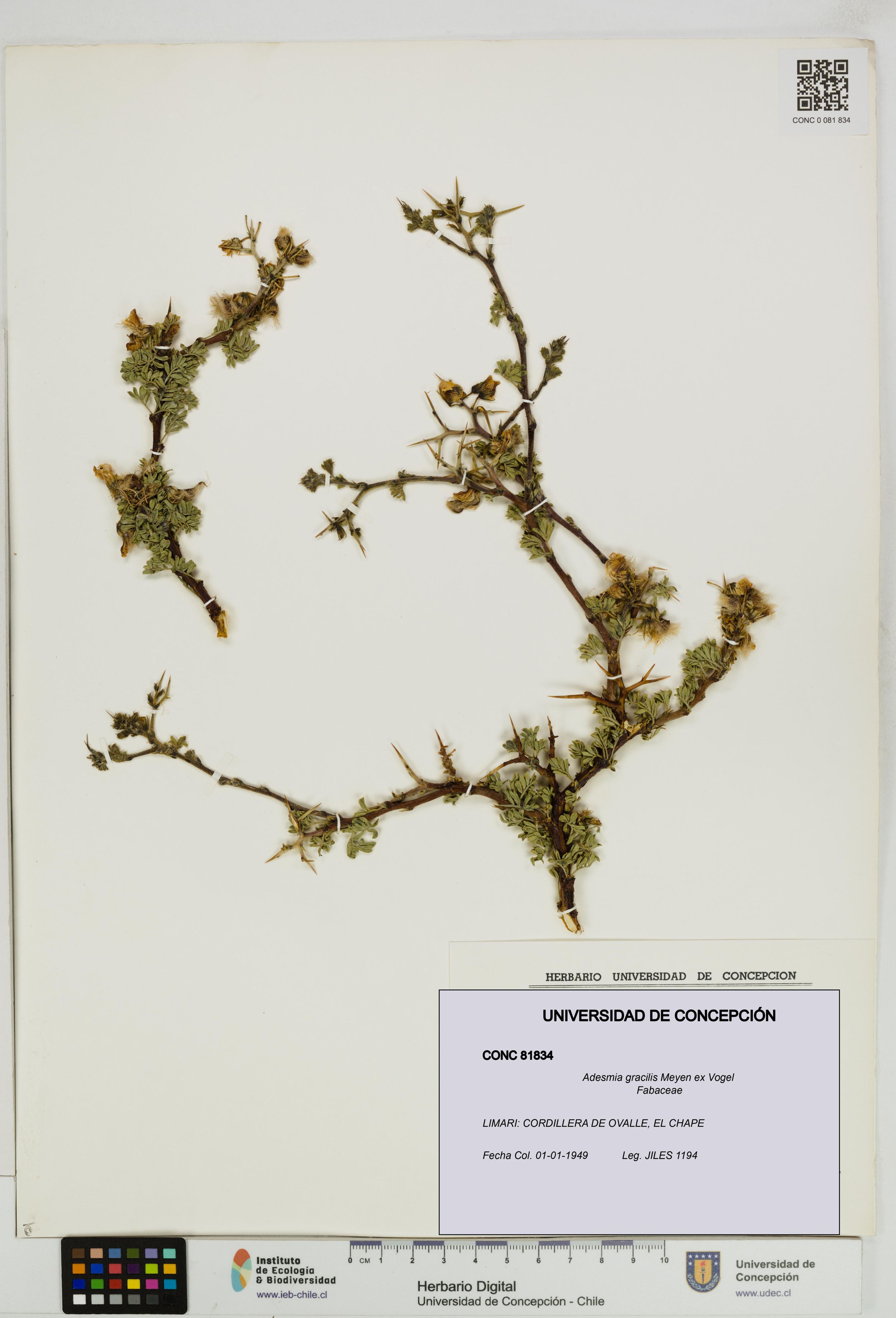 Adesmia gracilis [Espécimen: ]