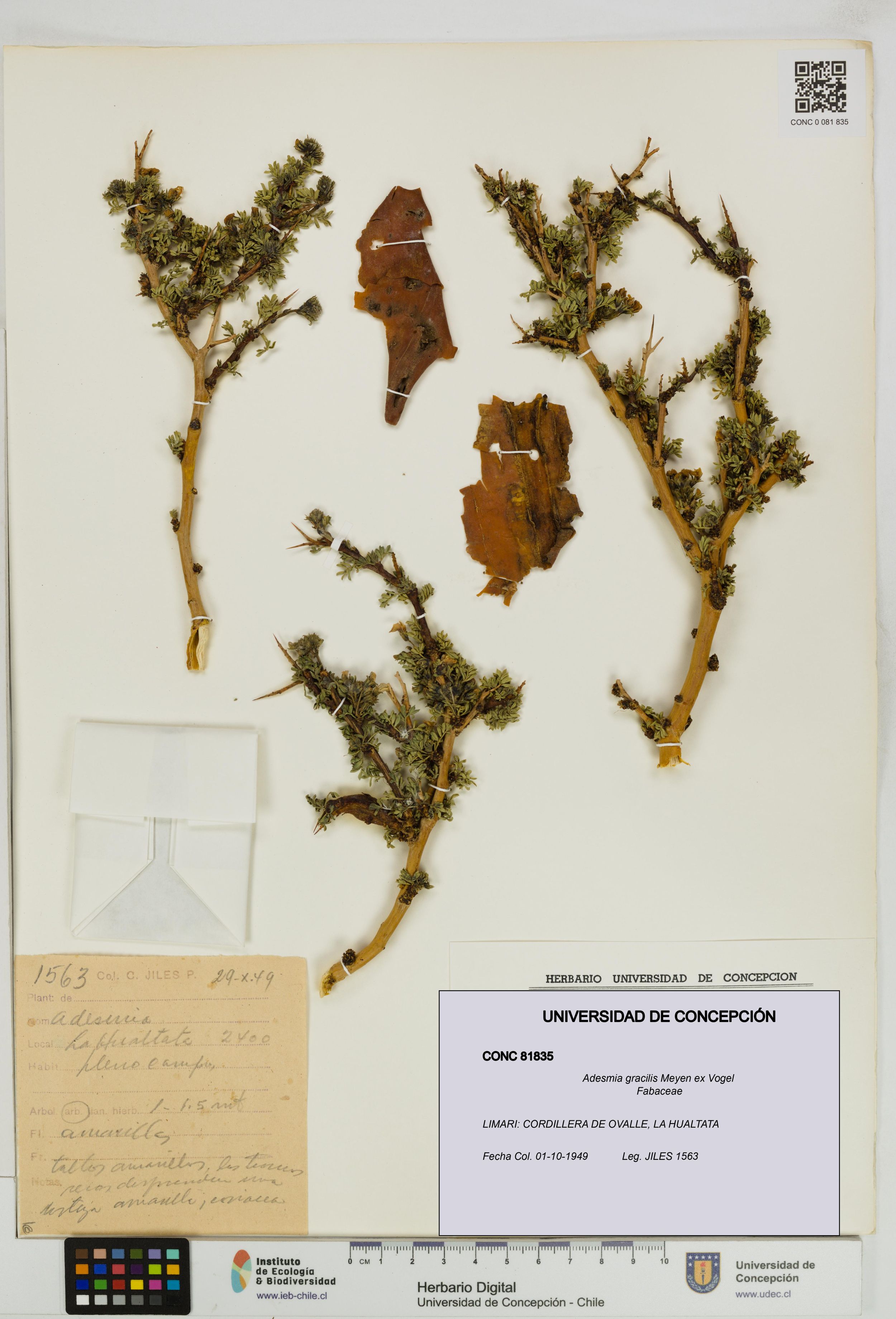 Adesmia gracilis [Espécimen: ]