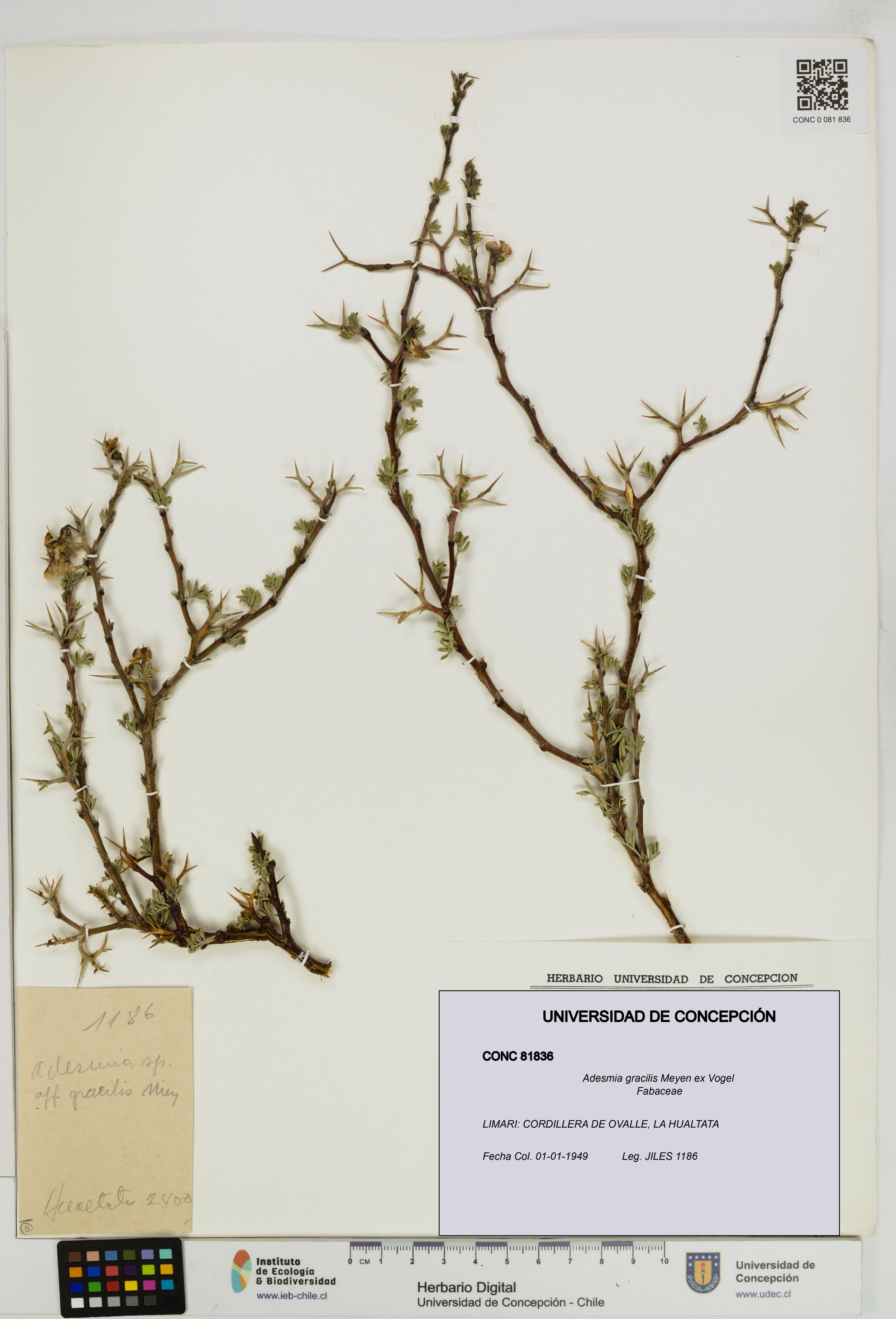 Adesmia gracilis [Espécimen: ]