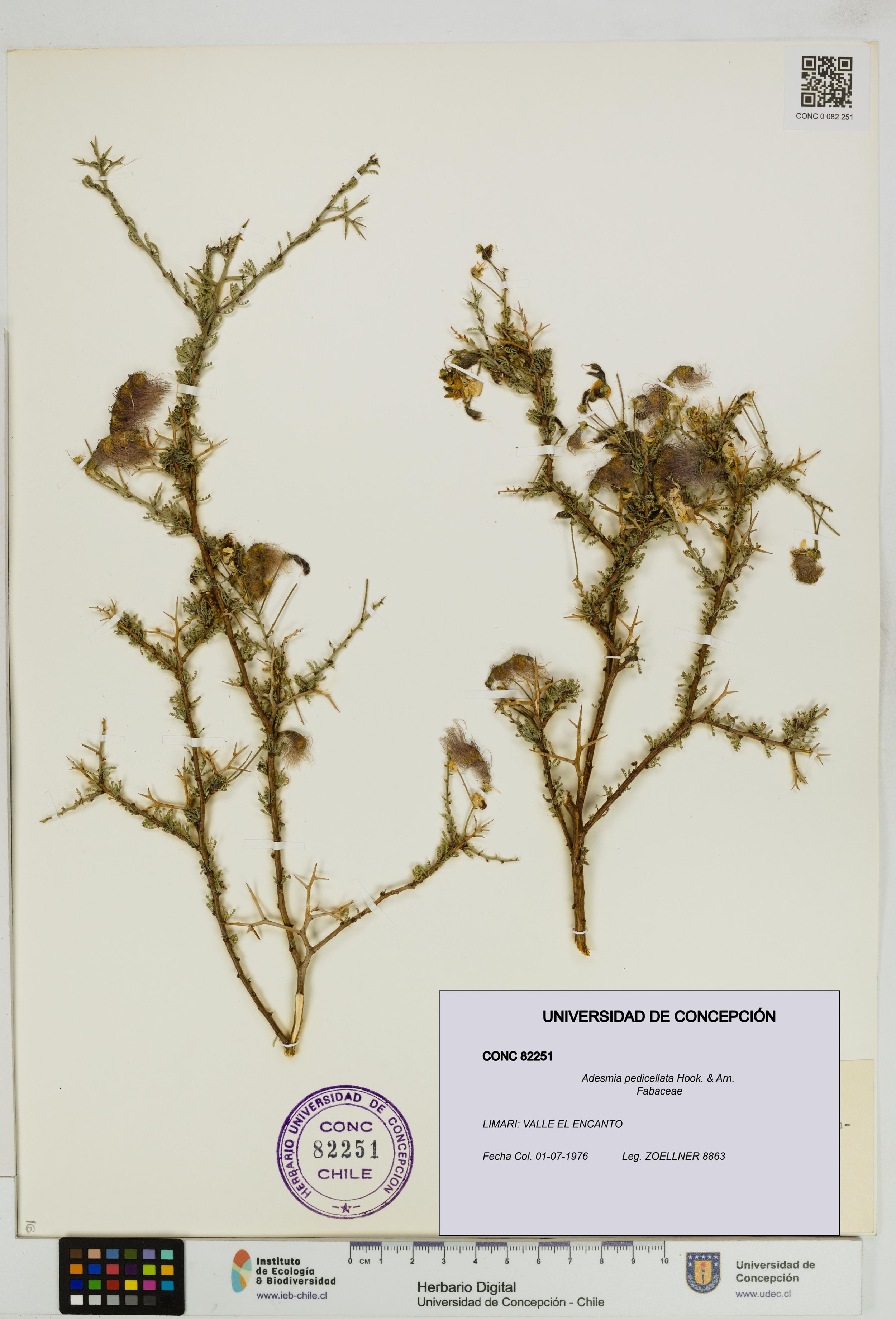 Adesmia pedicellata [Espécimen: ]