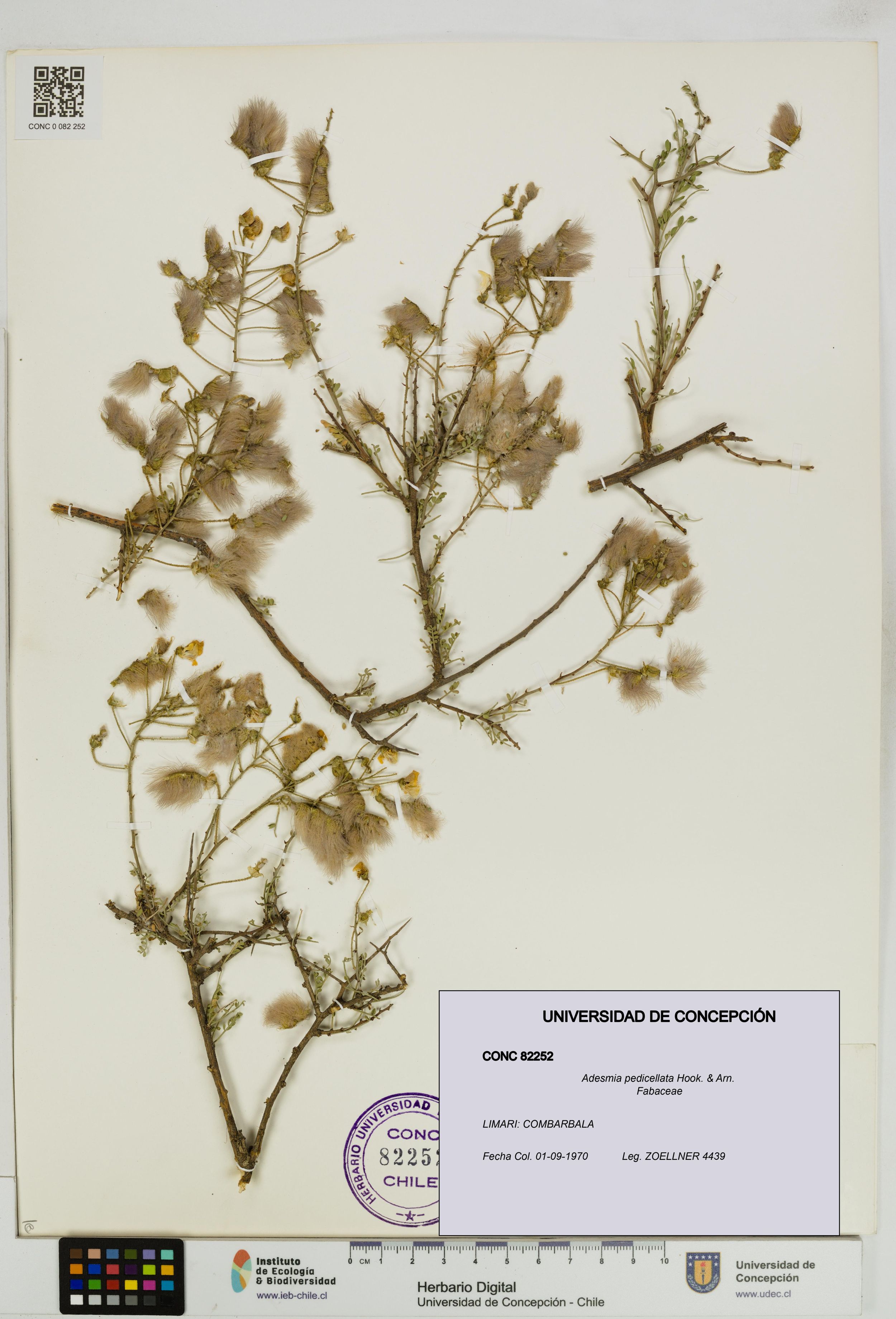 Adesmia pedicellata [Espécimen: ]