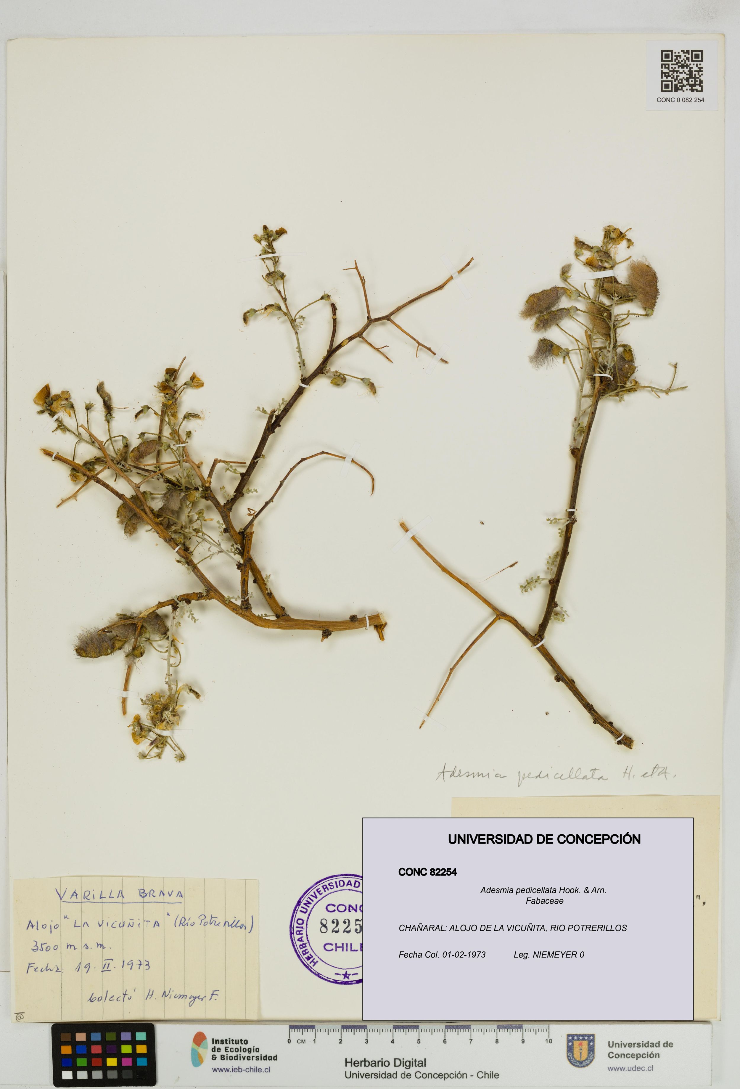 Adesmia pedicellata [Espécimen: ]