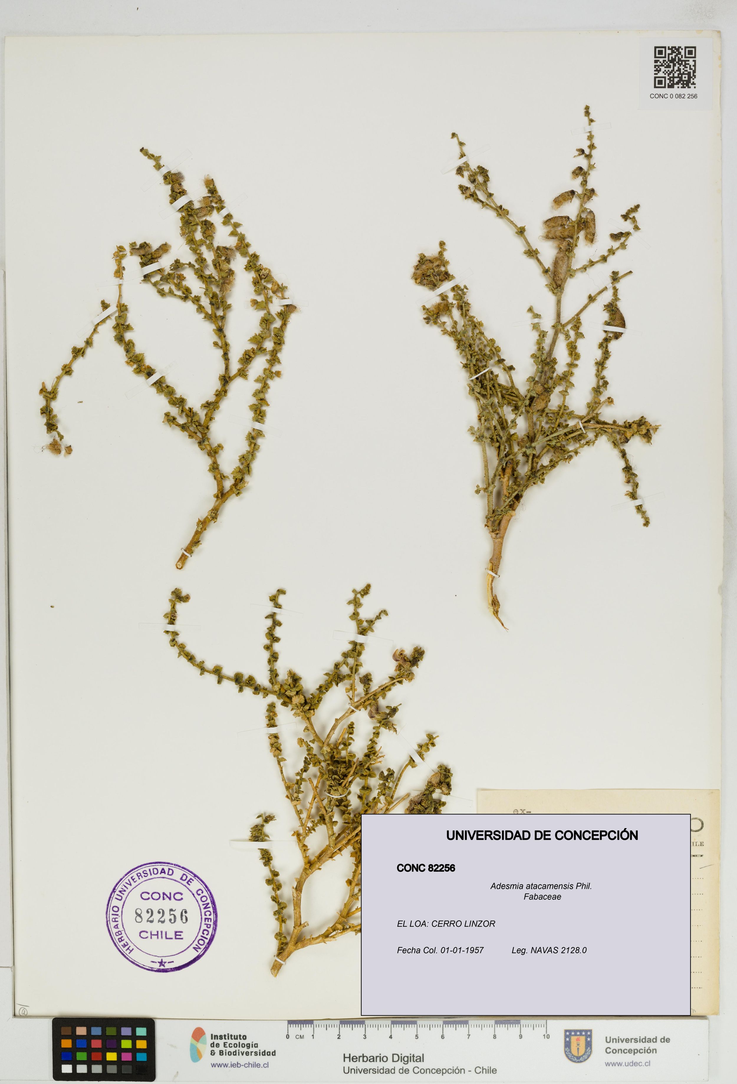 Adesmia atacamensis [Espécimen: ]