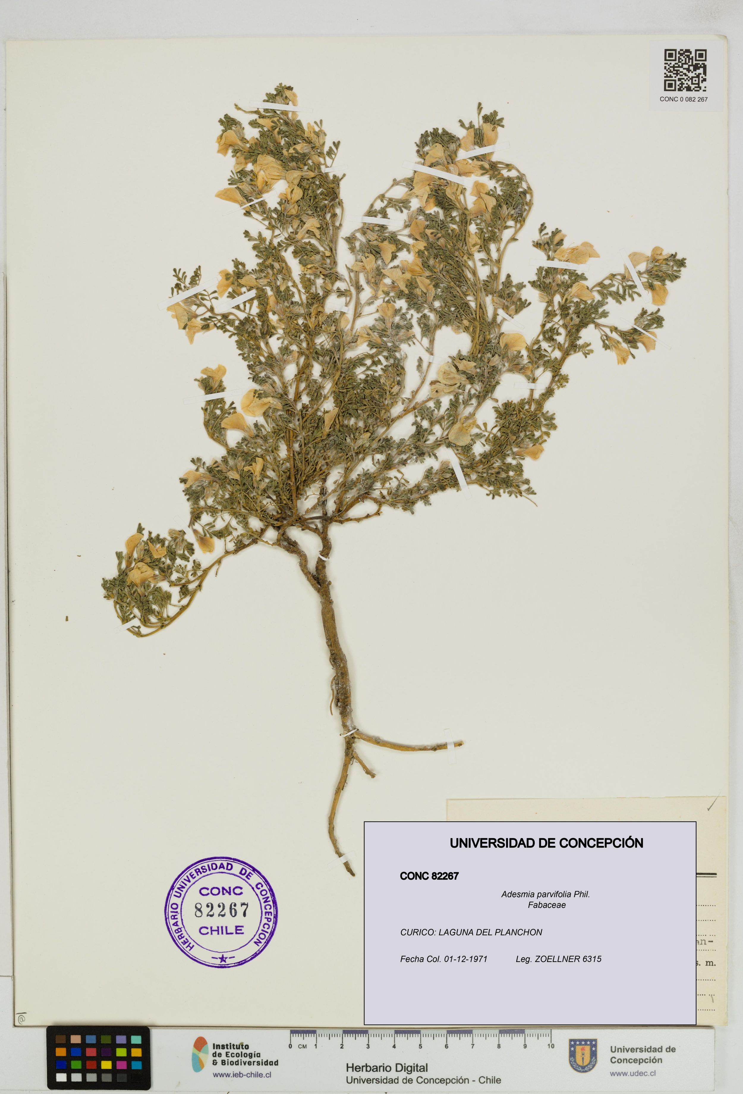 Adesmia parvifolia [Espécimen: ]