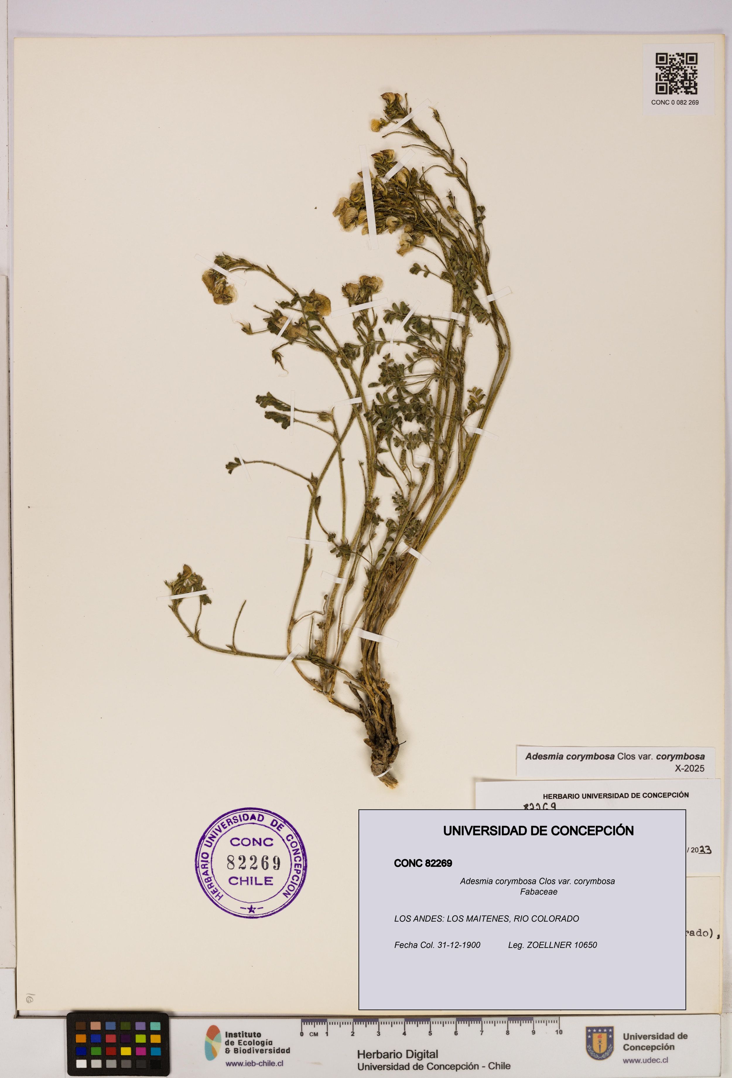 Adesmia corymbosa var. corymbosa [Espécimen: ]