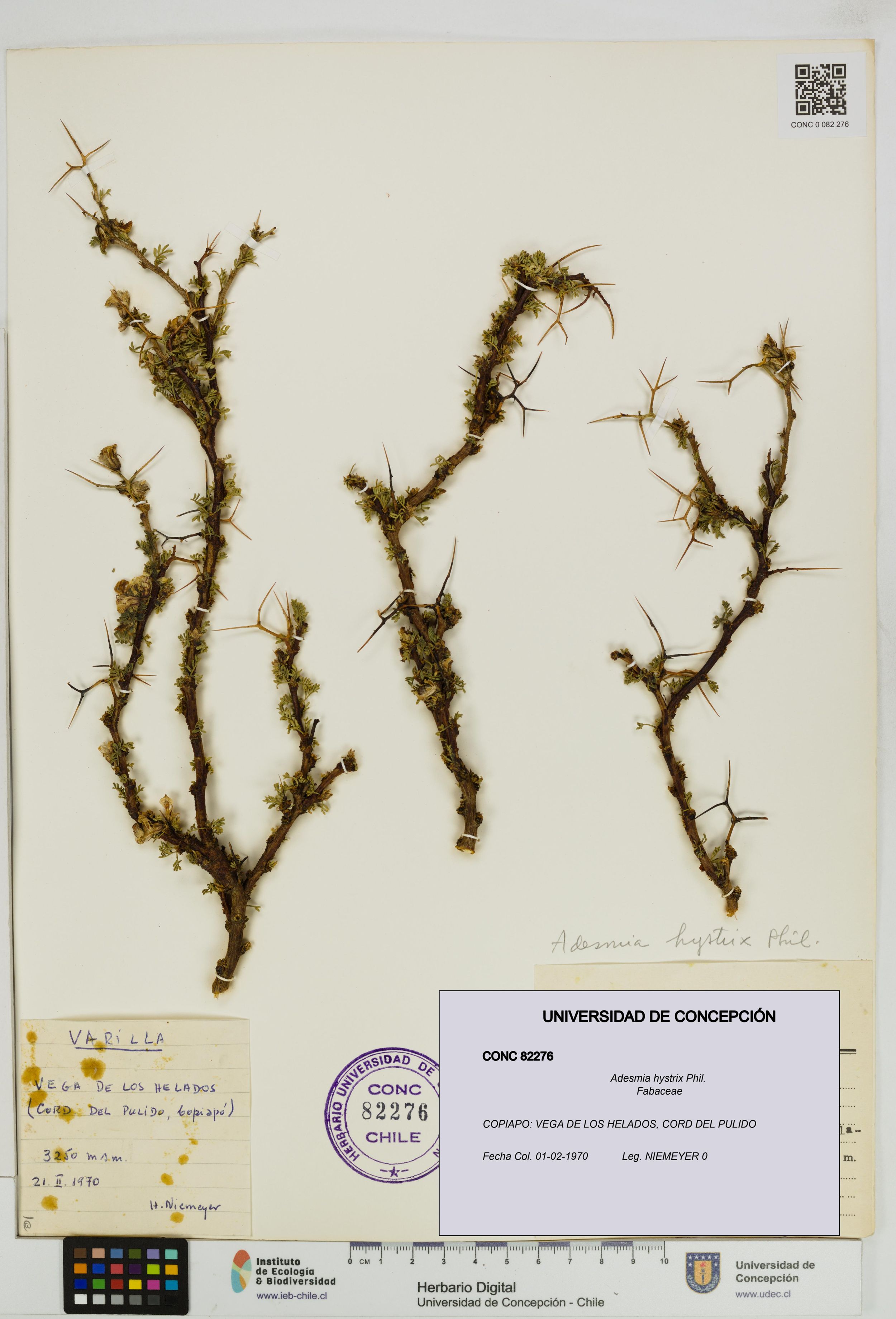 Adesmia hystrix [Espécimen: ]