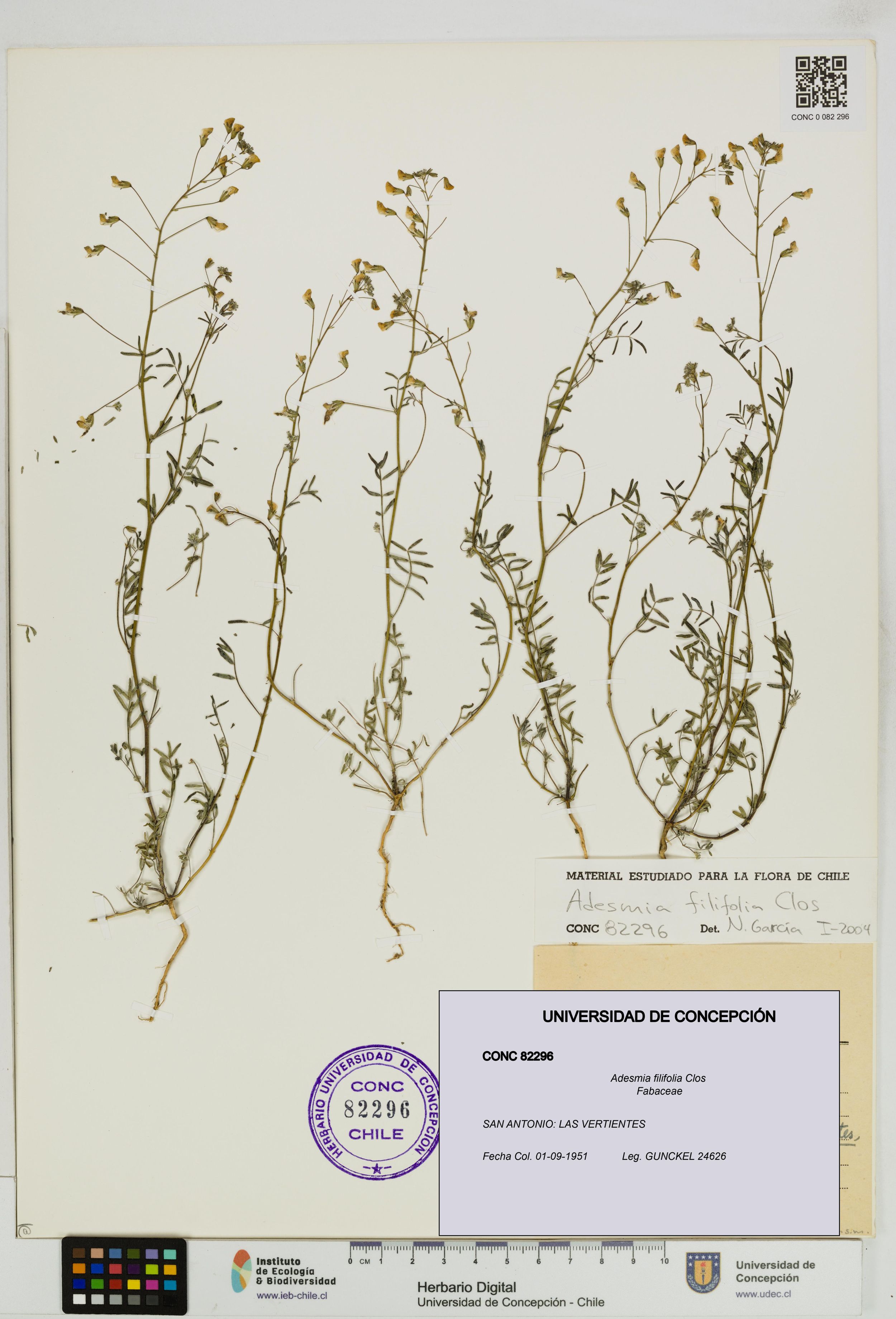 Adesmia filifolia [Espécimen: ]