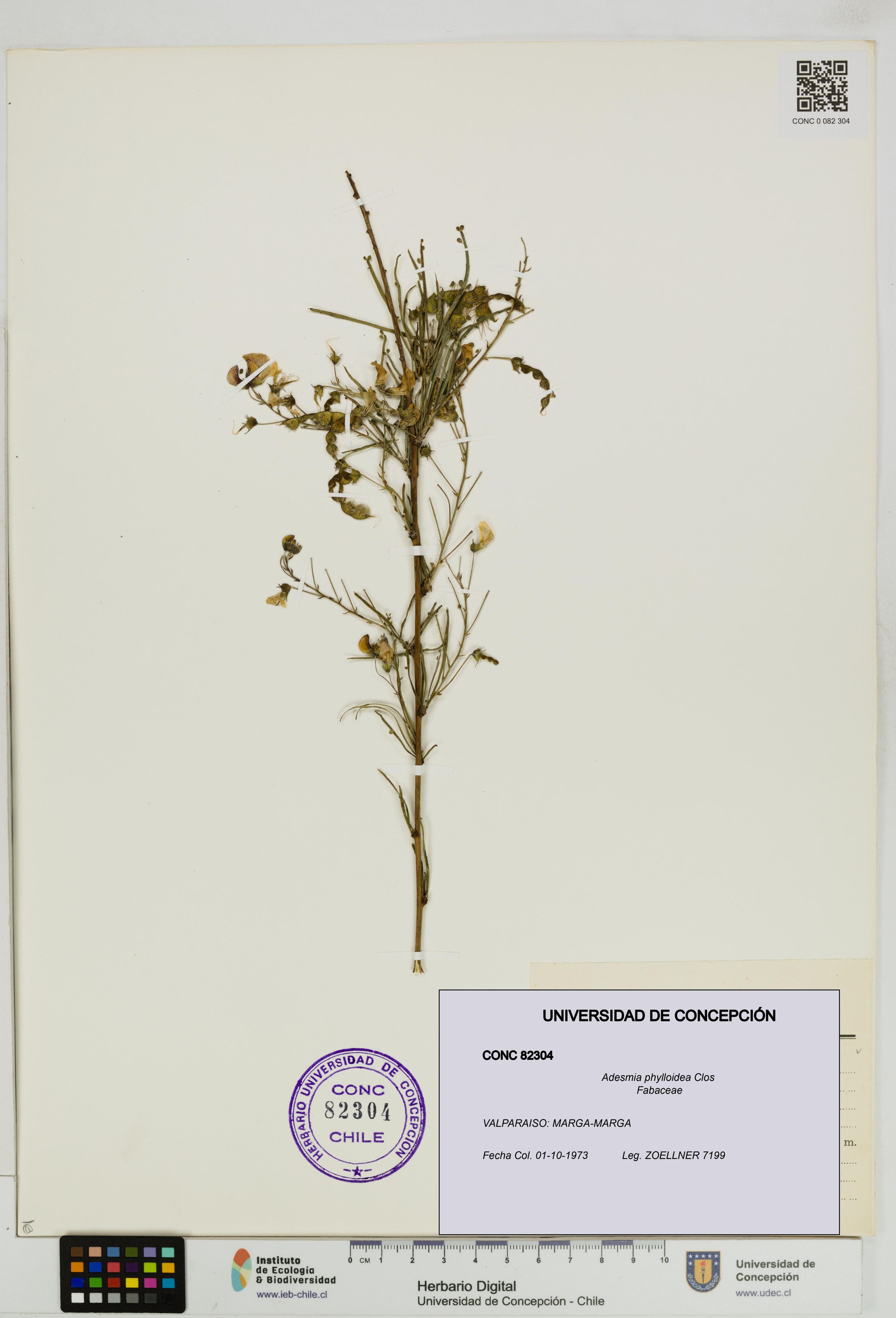 Adesmia phylloidea [Espécimen: ]
