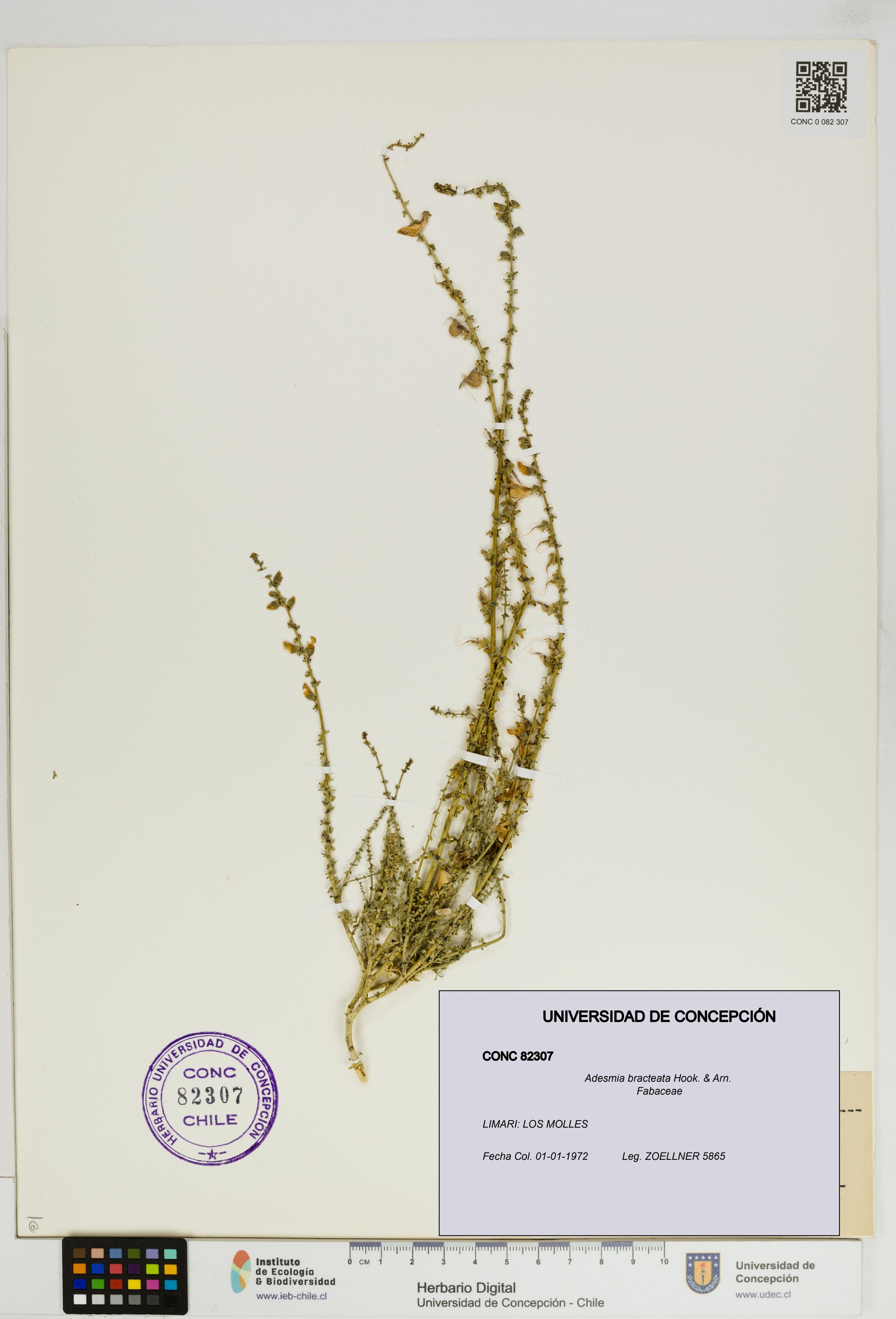 Adesmia bracteata [Espécimen: ]