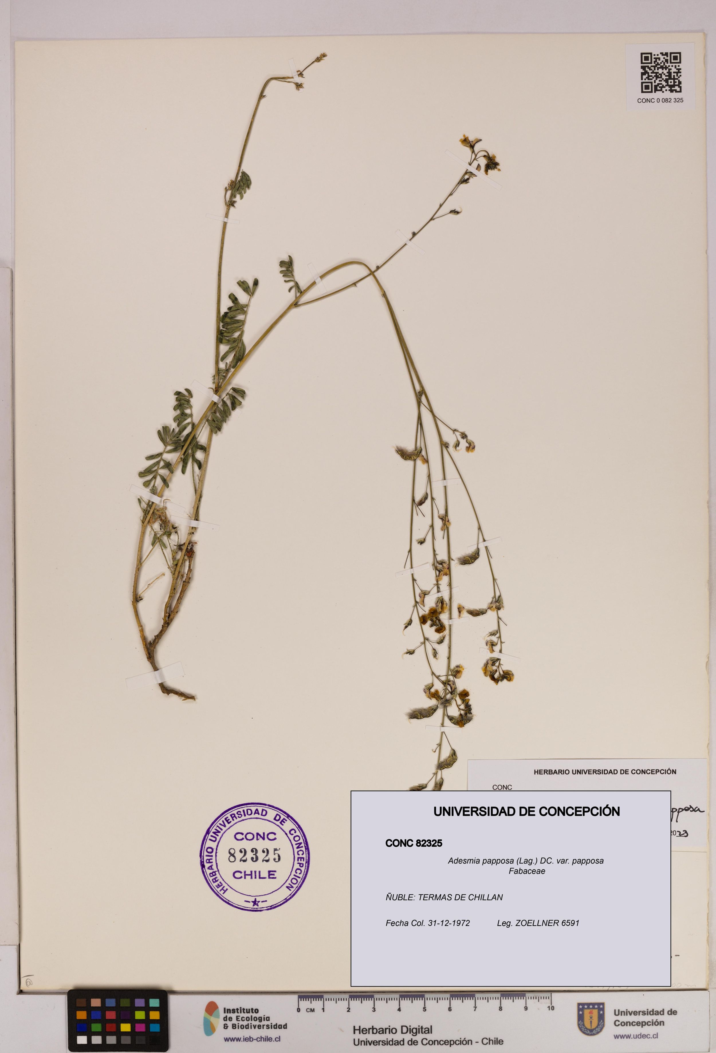 Adesmia papposa var. papposa [Espécimen: ]