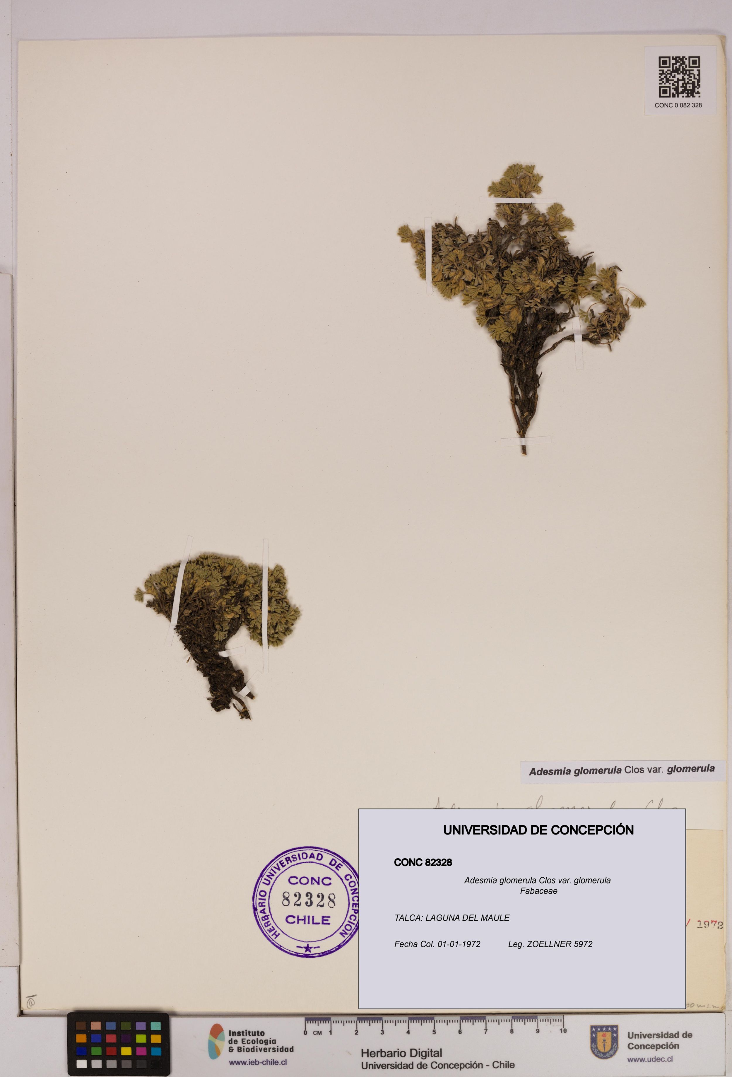 Adesmia glomerula var. glomerula [Espécimen: ]