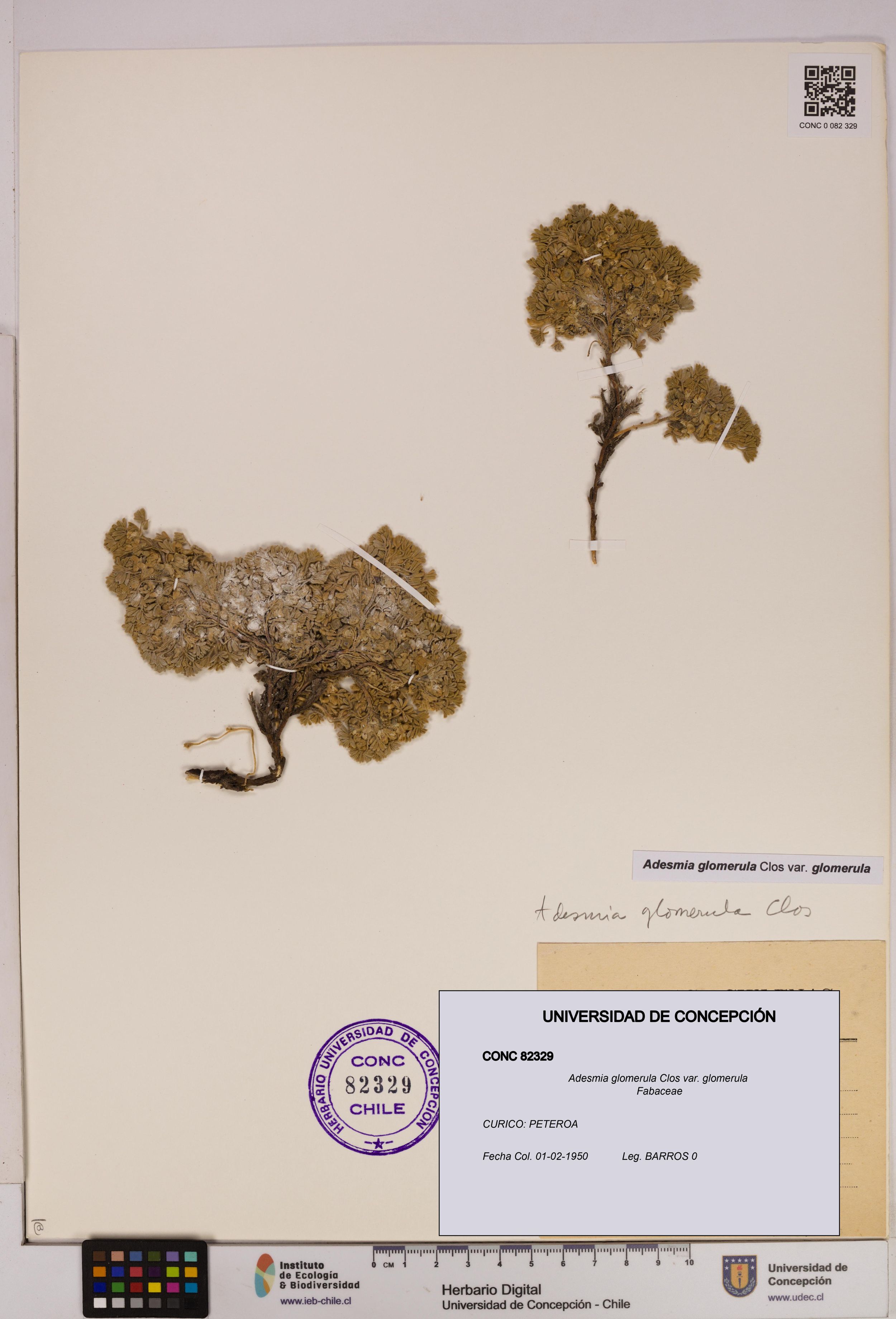 Adesmia glomerula var. glomerula [Espécimen: ]
