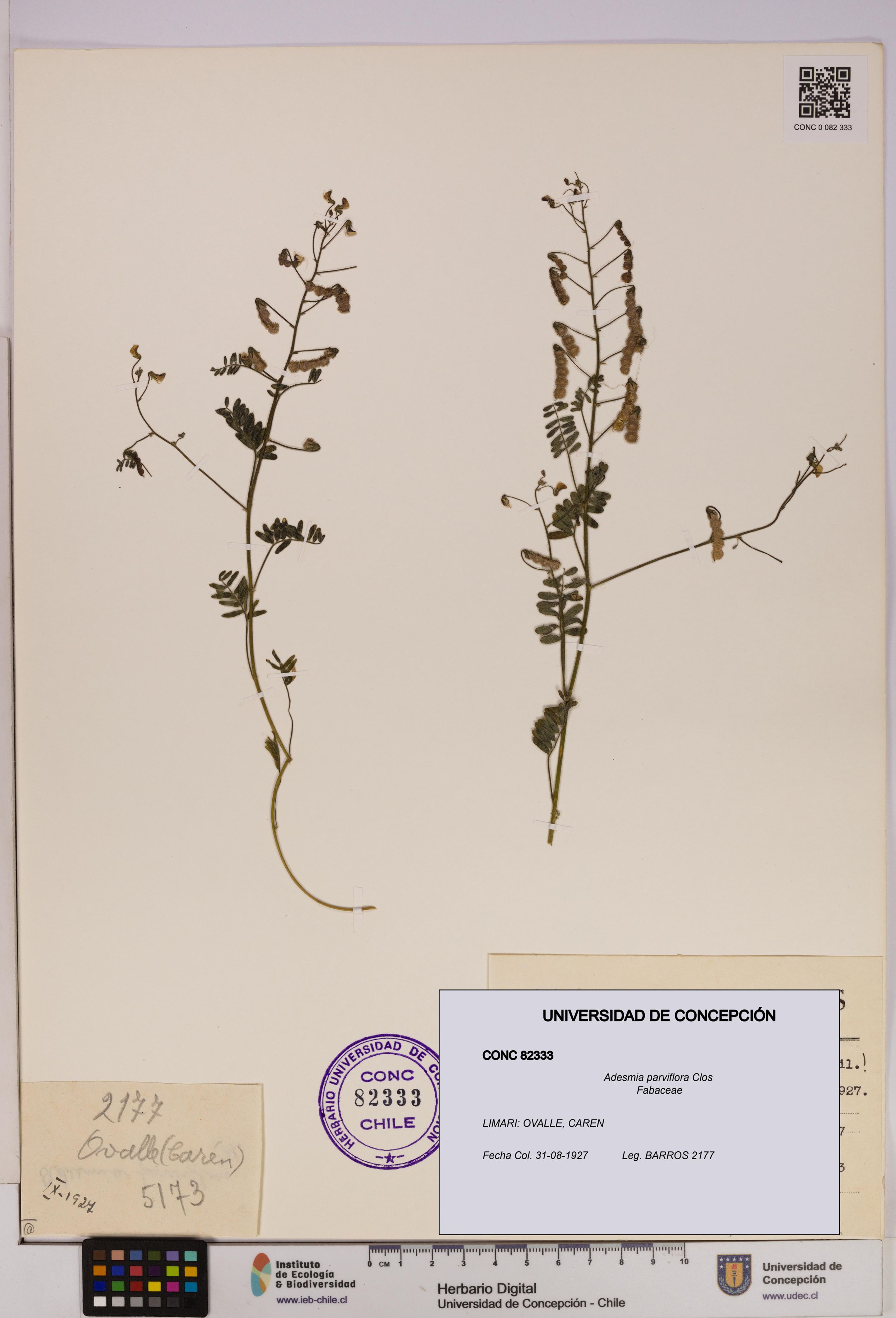 Adesmia parviflora [Espécimen: ]