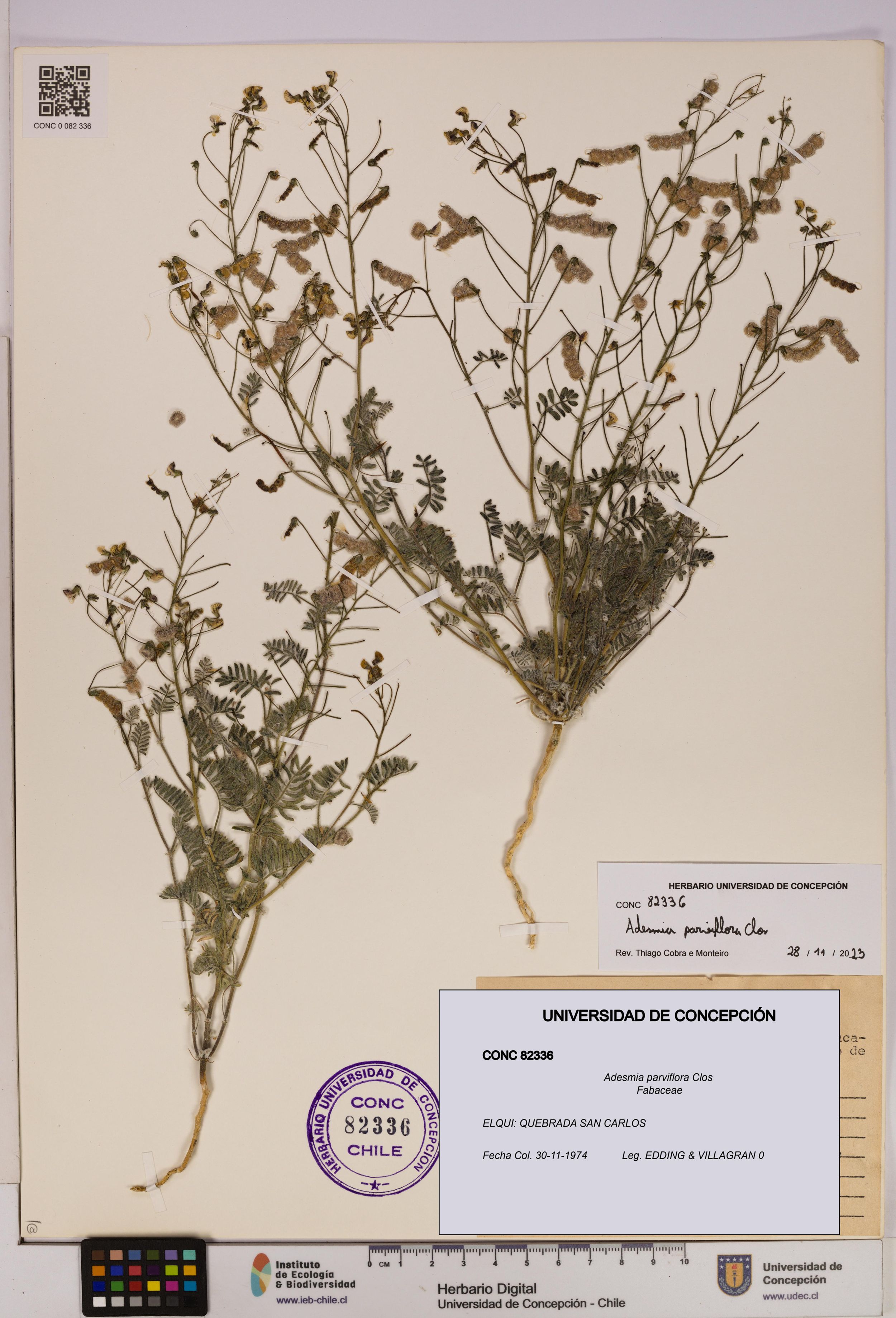 Adesmia parviflora [Espécimen: ]