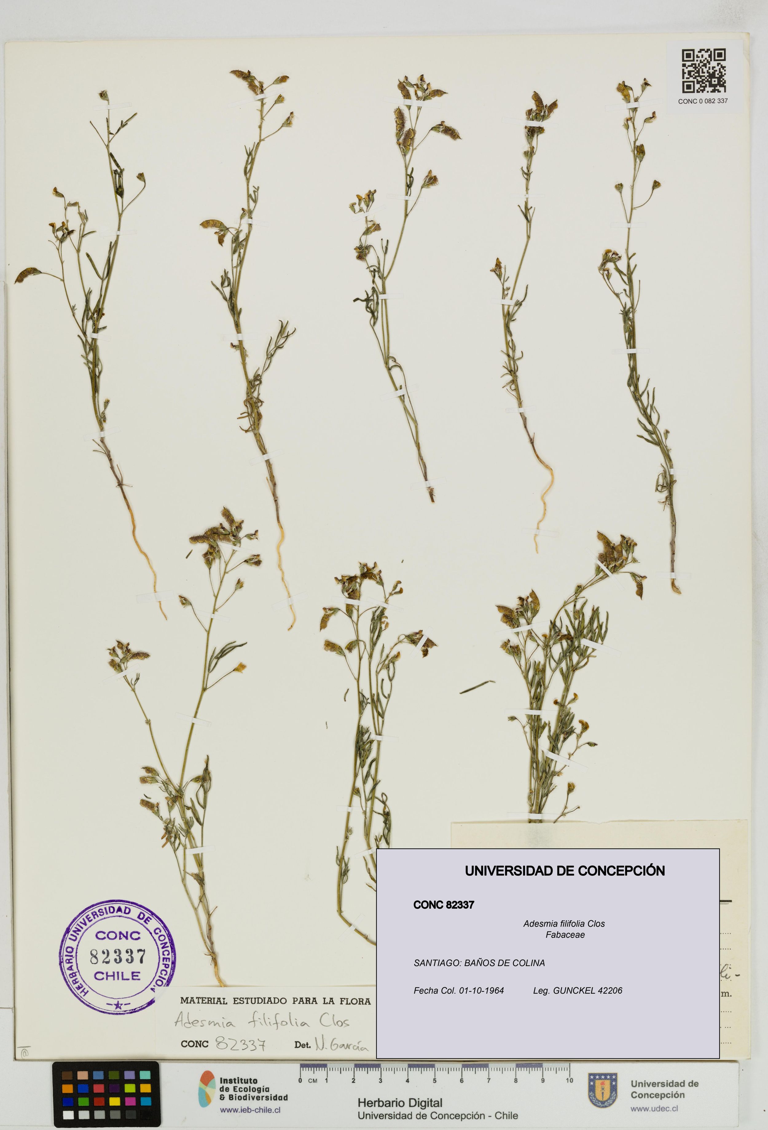 Adesmia filifolia [Espécimen: ]