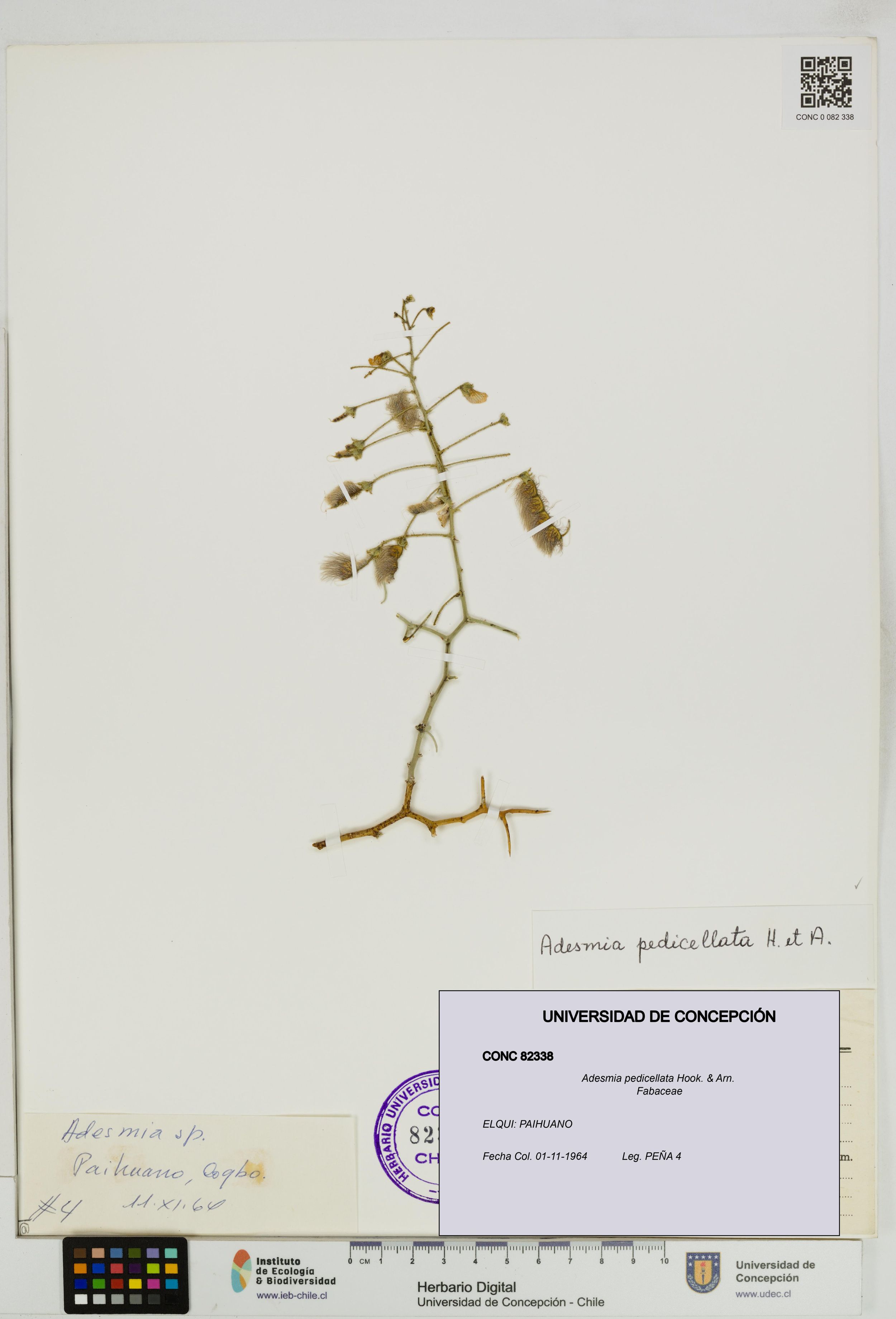 Adesmia pedicellata [Espécimen: ]