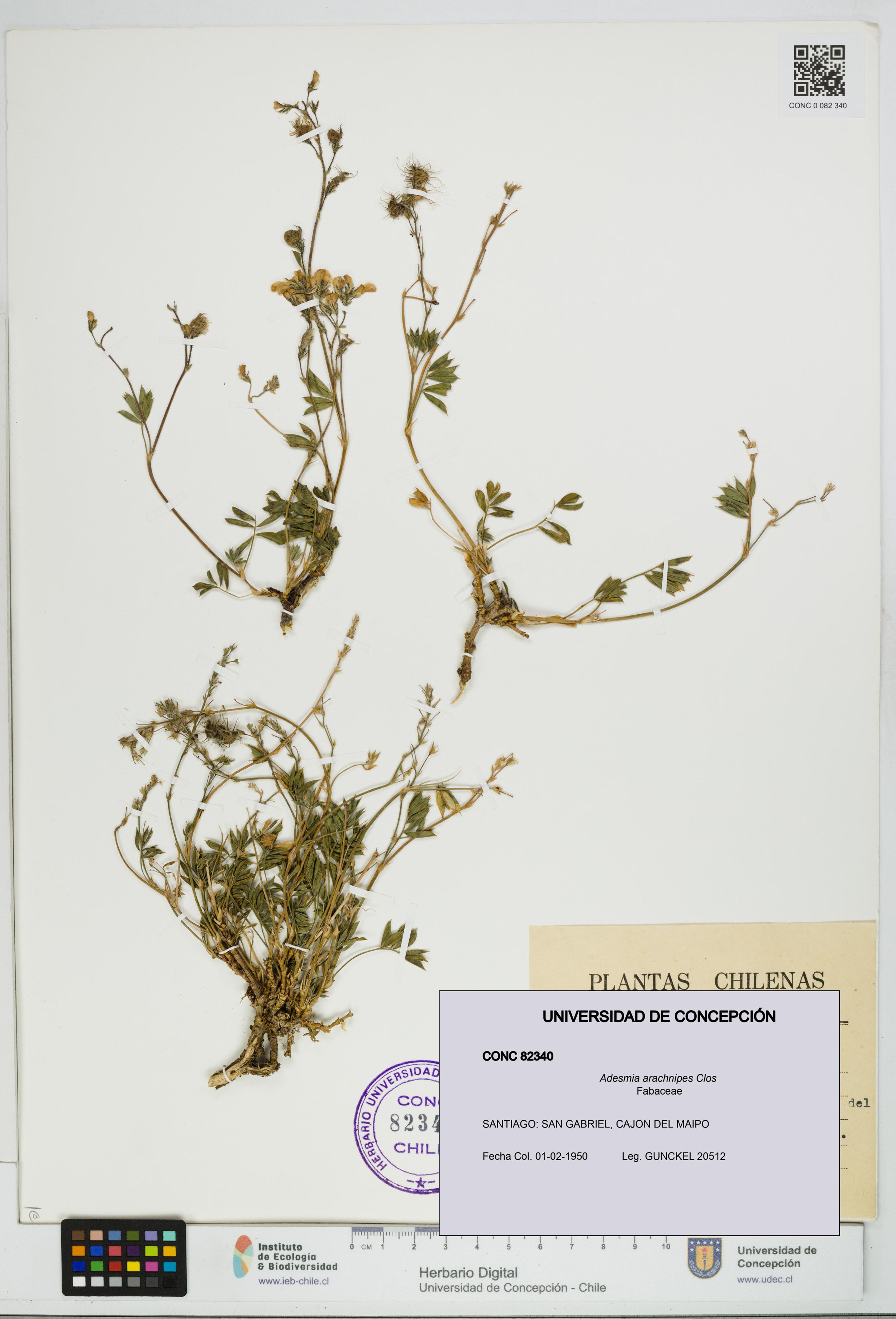 Adesmia arachnipes [Espécimen: ]