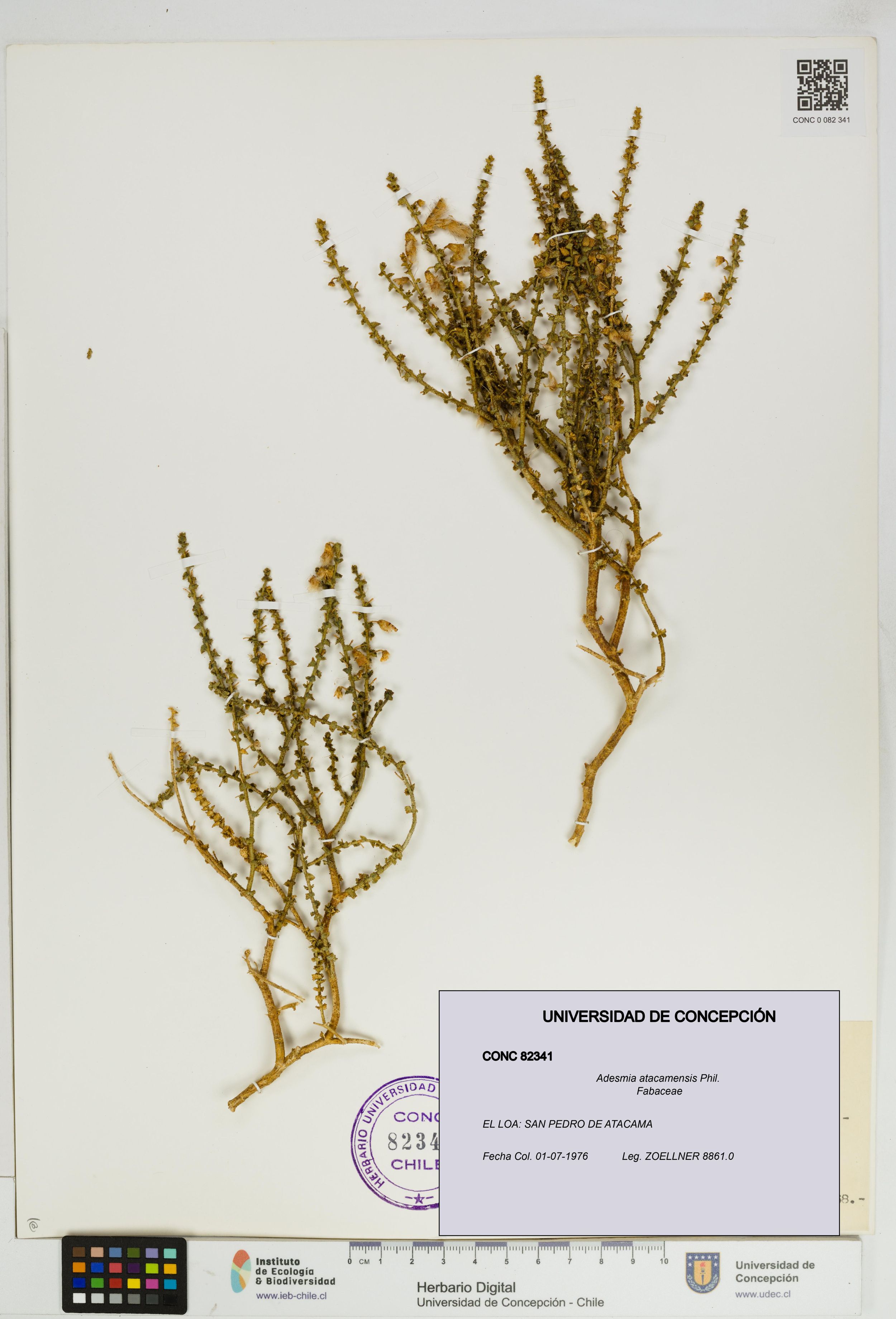 Adesmia atacamensis [Espécimen: ]