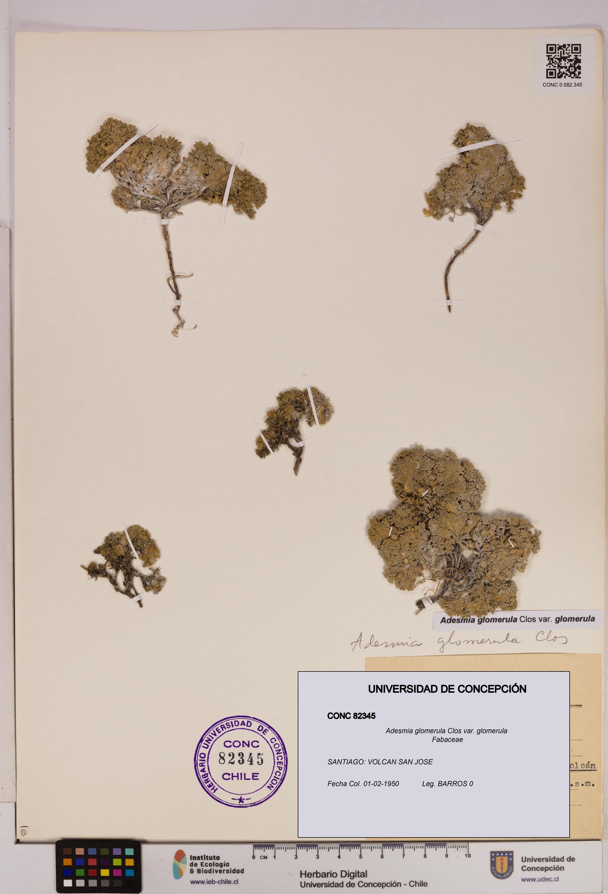 Adesmia glomerula var. glomerula [Espécimen: ]