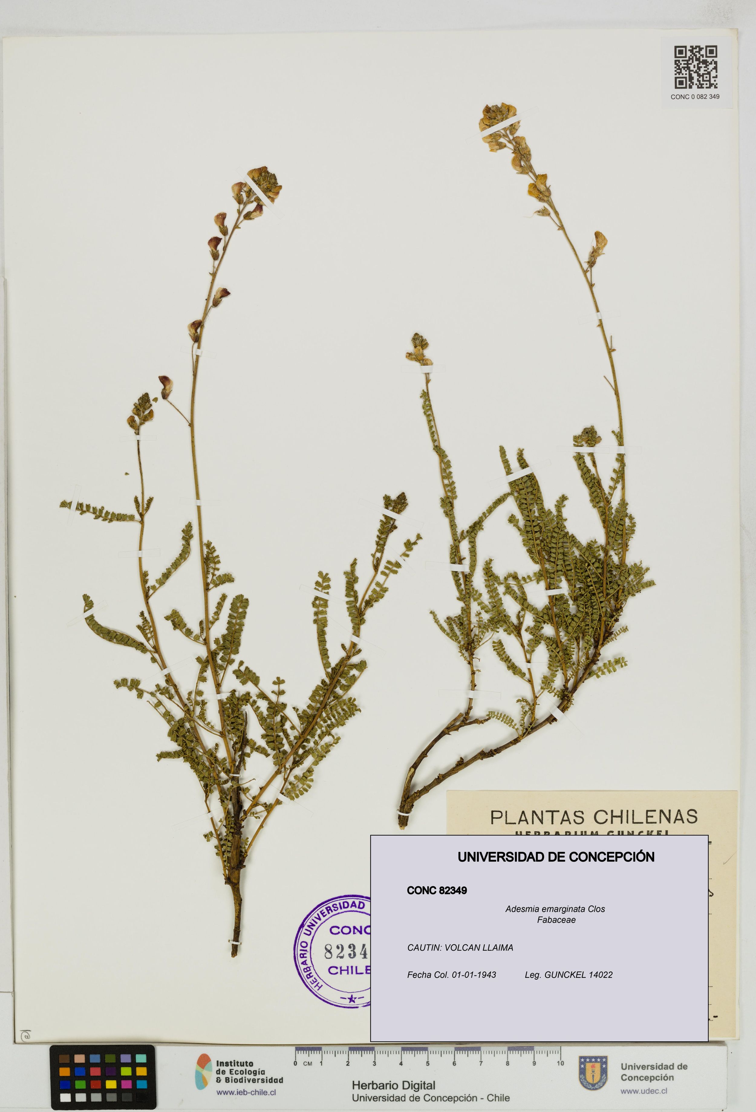 Adesmia emarginata [Espécimen: ]