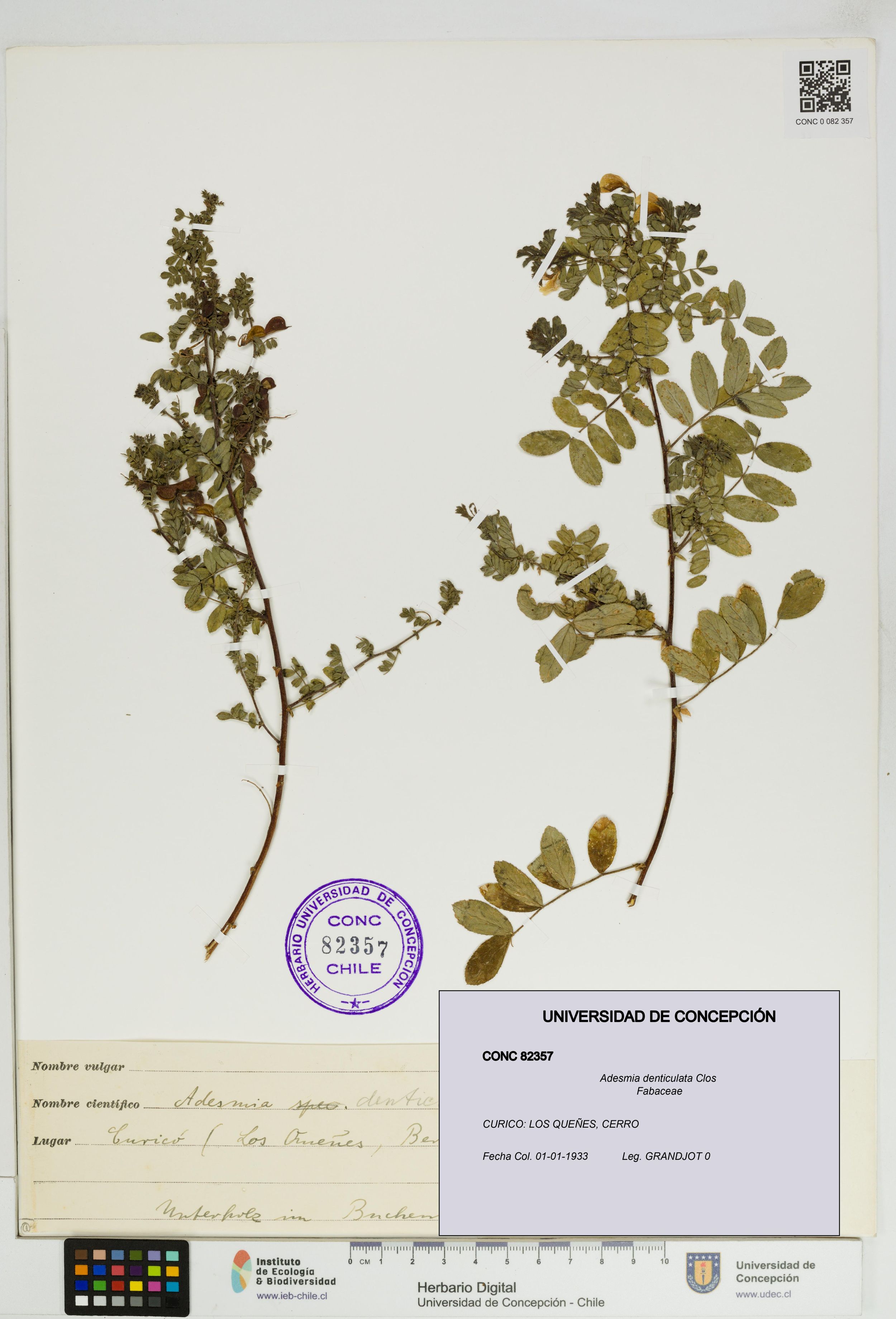 Adesmia denticulata [Espécimen: ]