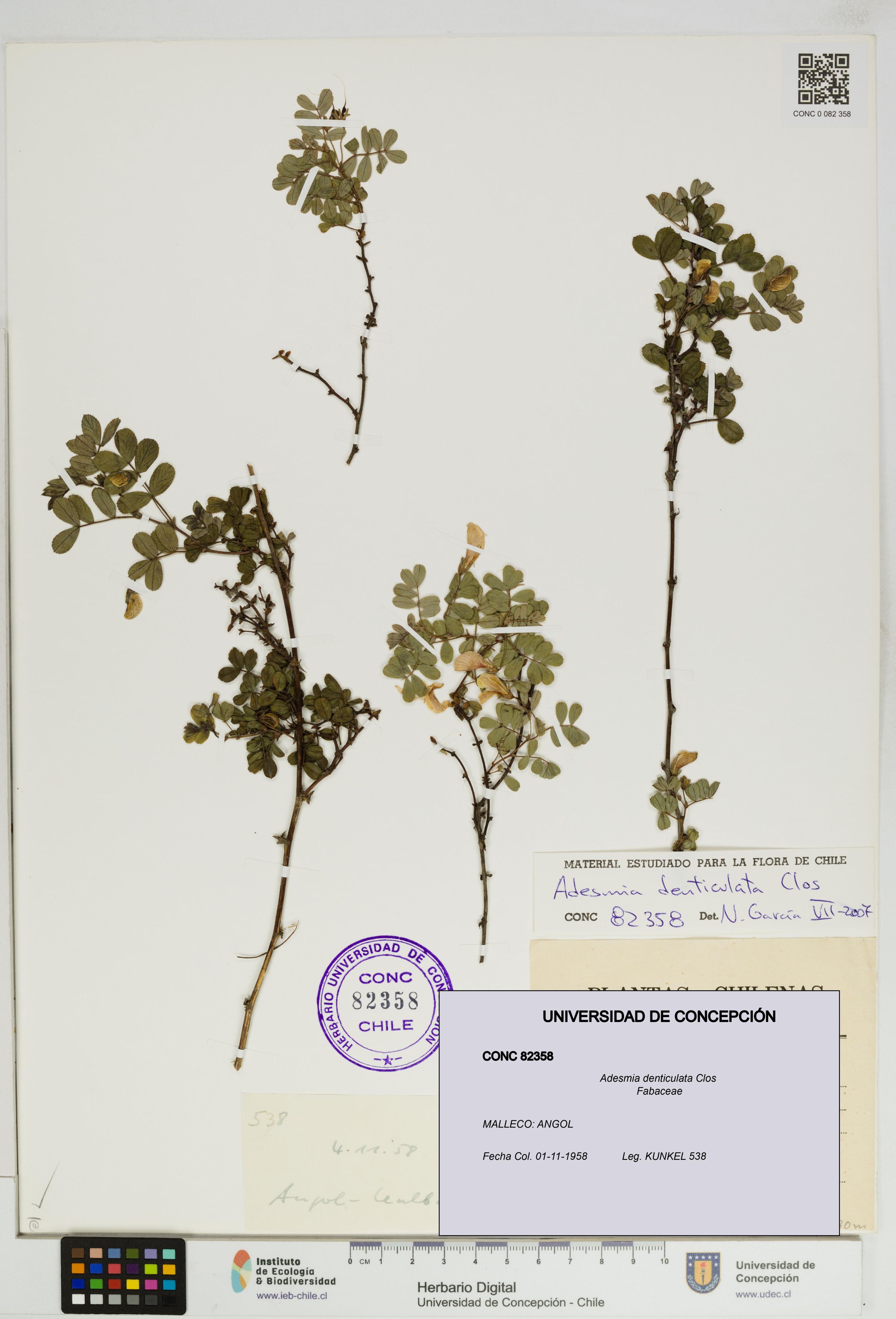 Adesmia denticulata [Espécimen: ]