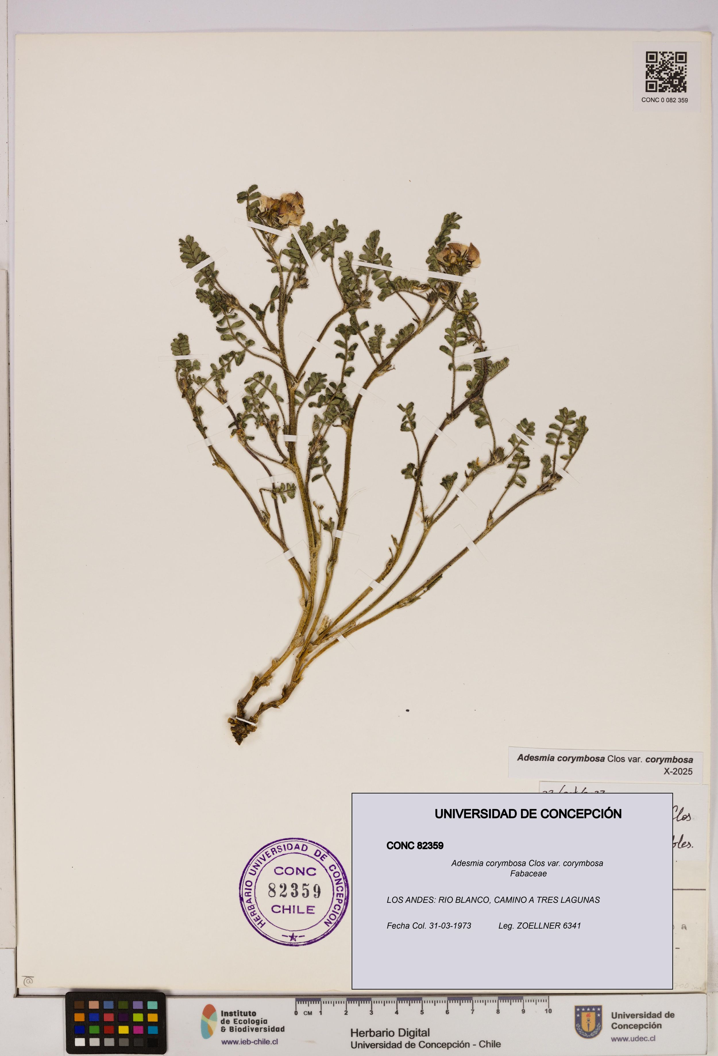 Adesmia corymbosa var. corymbosa [Espécimen: ]