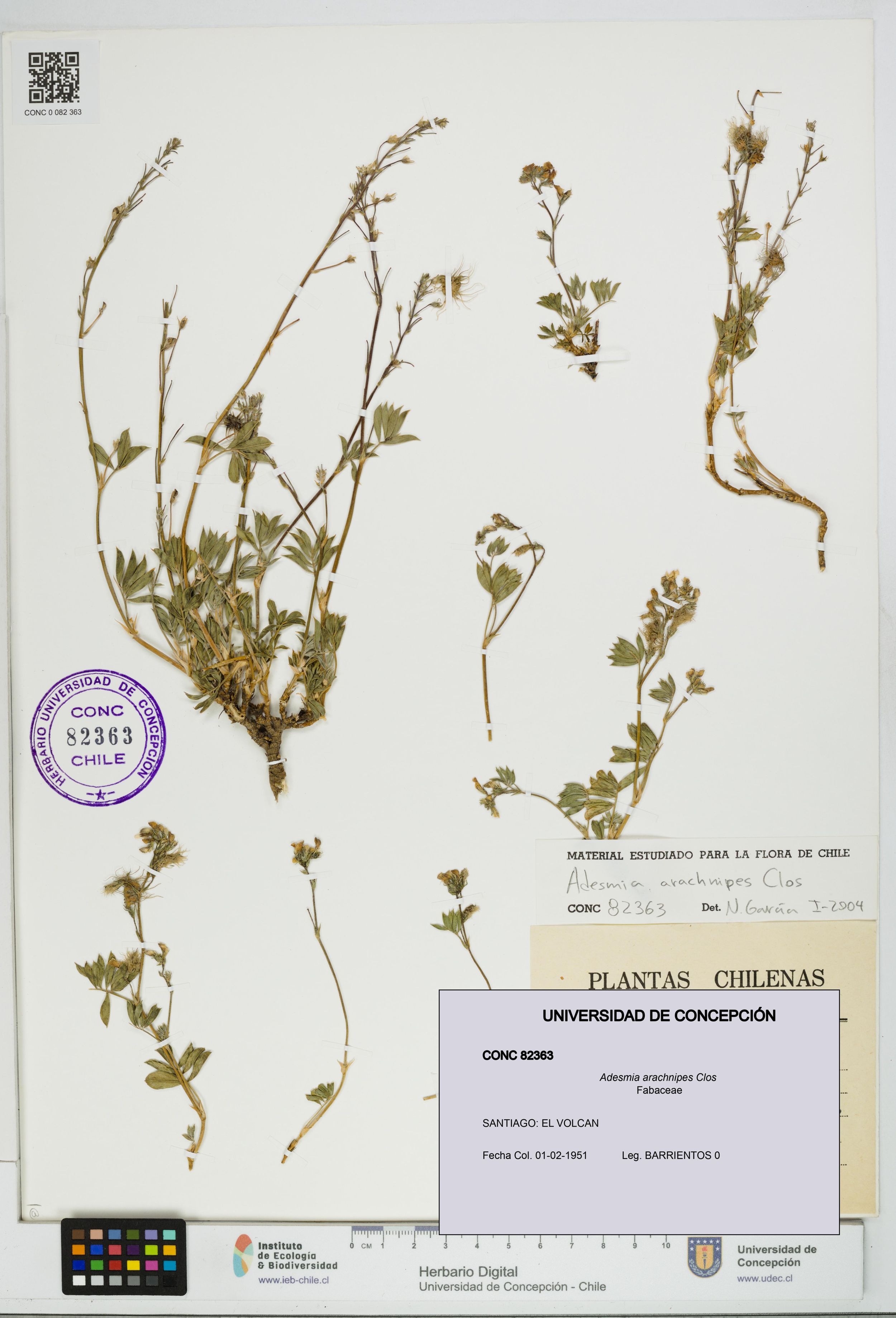 Adesmia arachnipes [Espécimen: ]