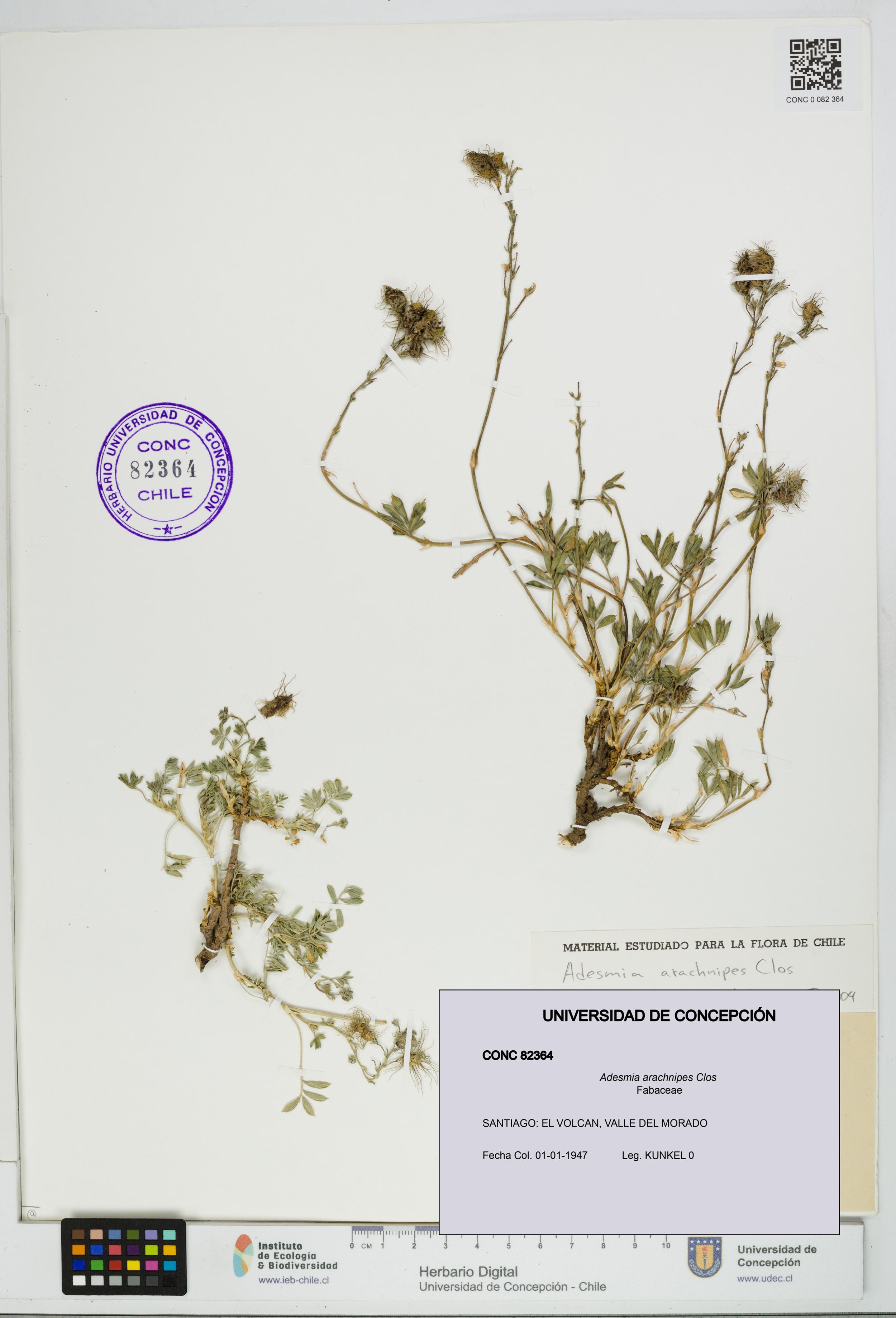 Adesmia arachnipes [Espécimen: ]