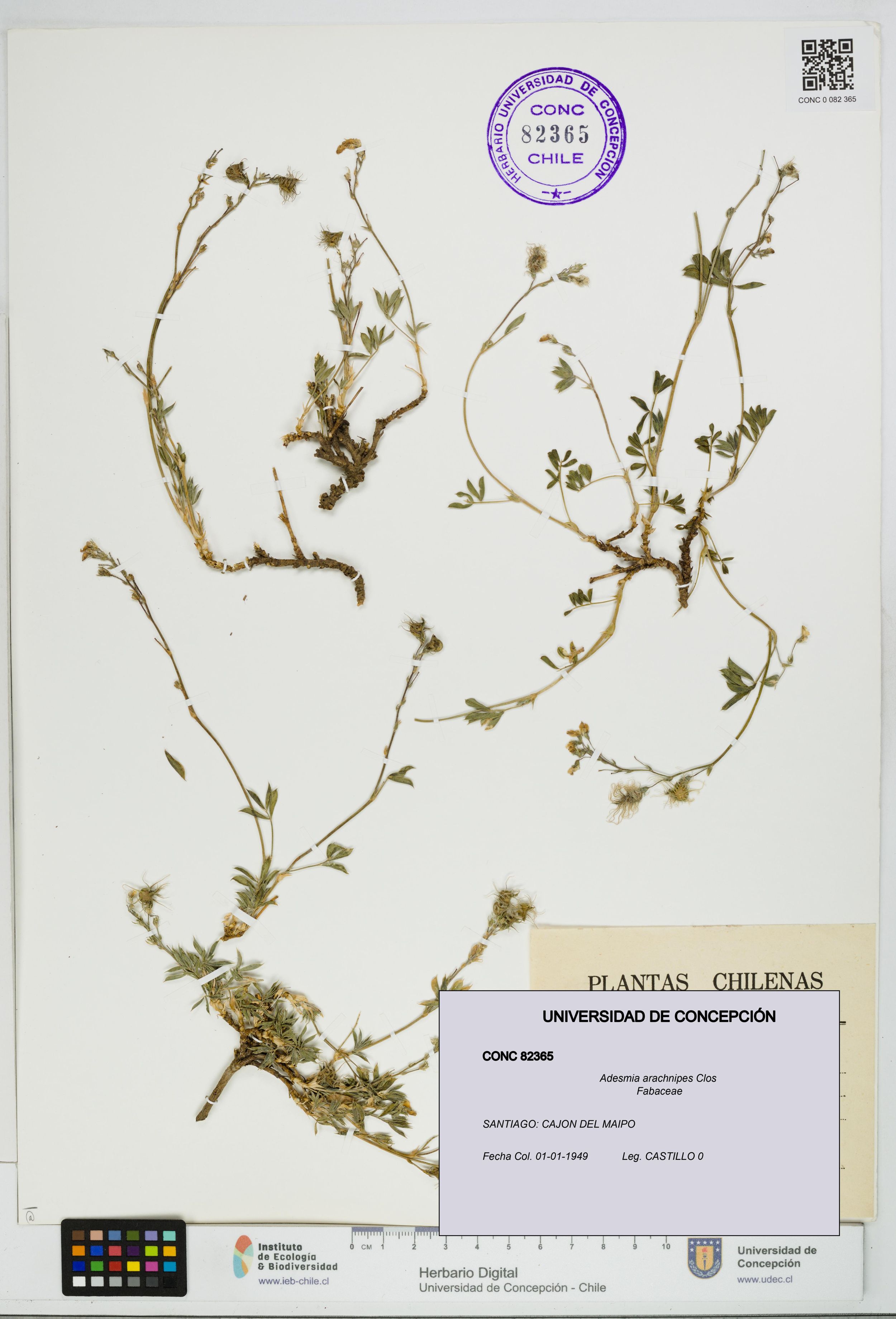 Adesmia arachnipes [Espécimen: ]
