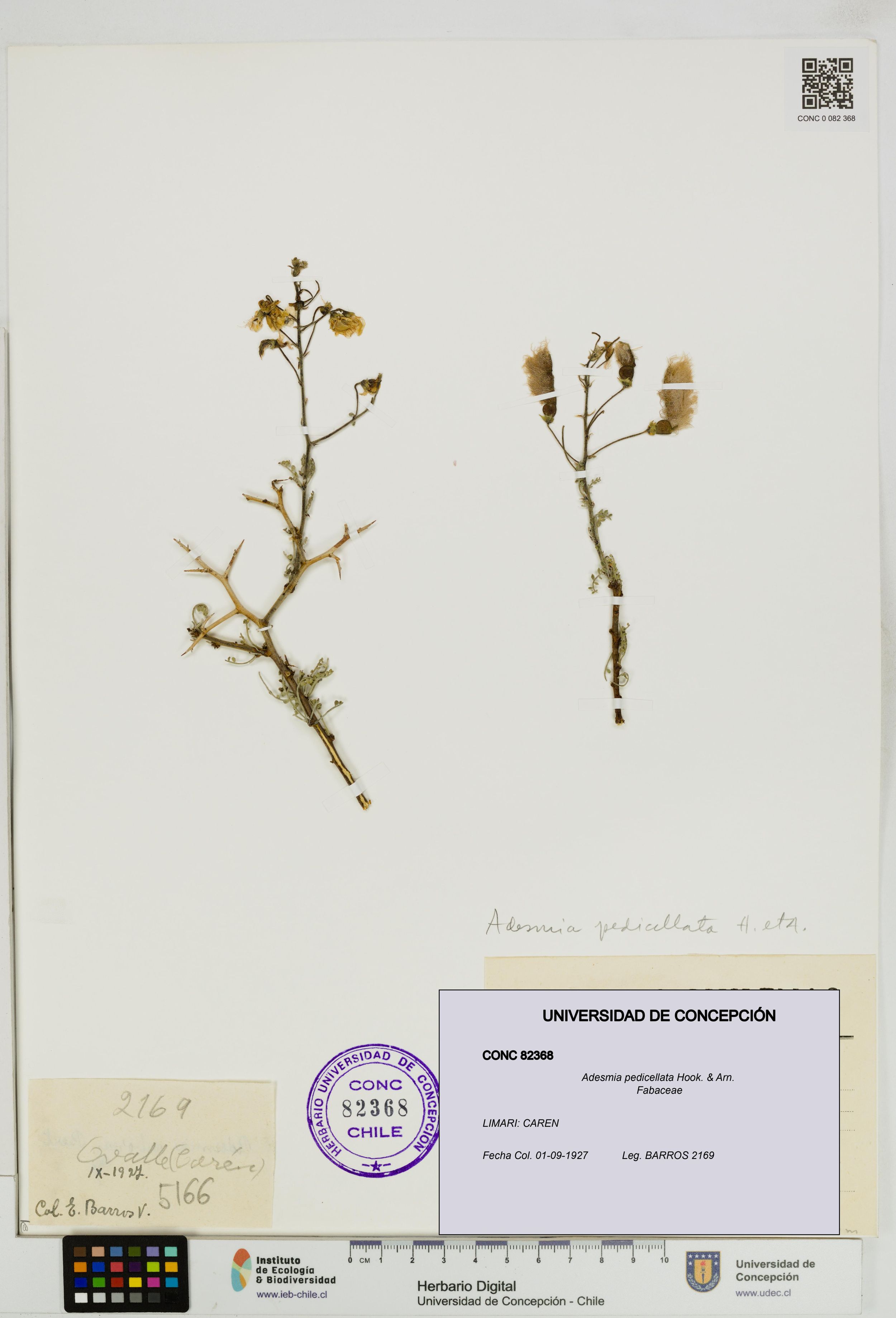 Adesmia pedicellata [Espécimen: ]