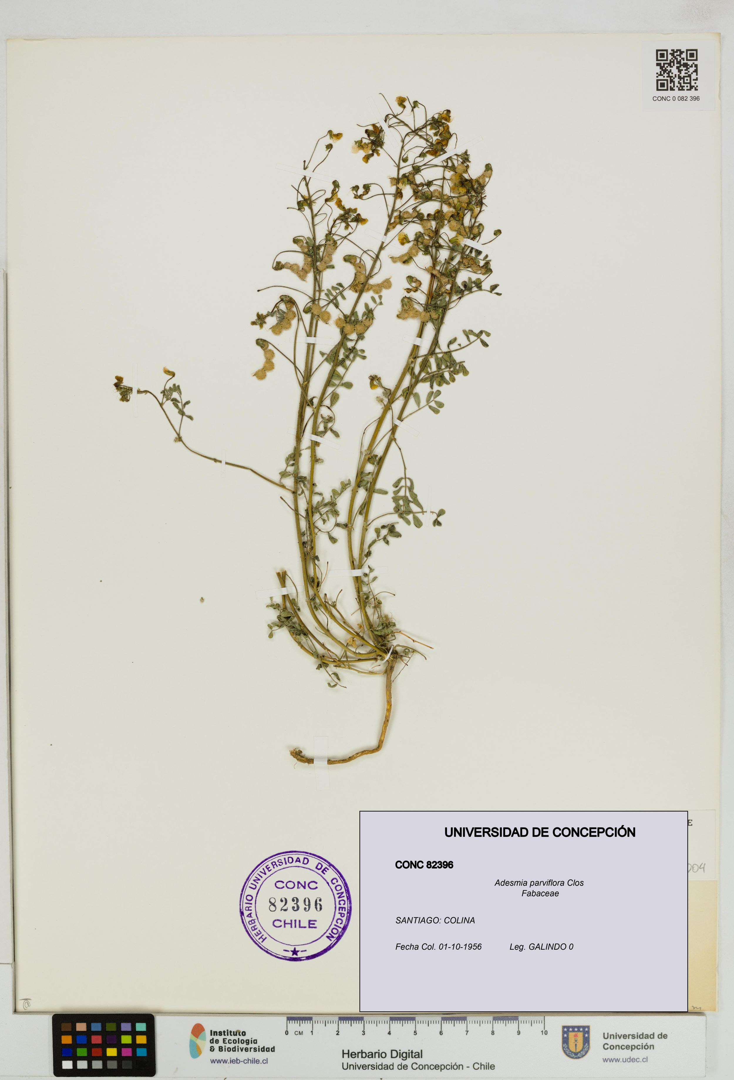 Adesmia parviflora [Espécimen: ]